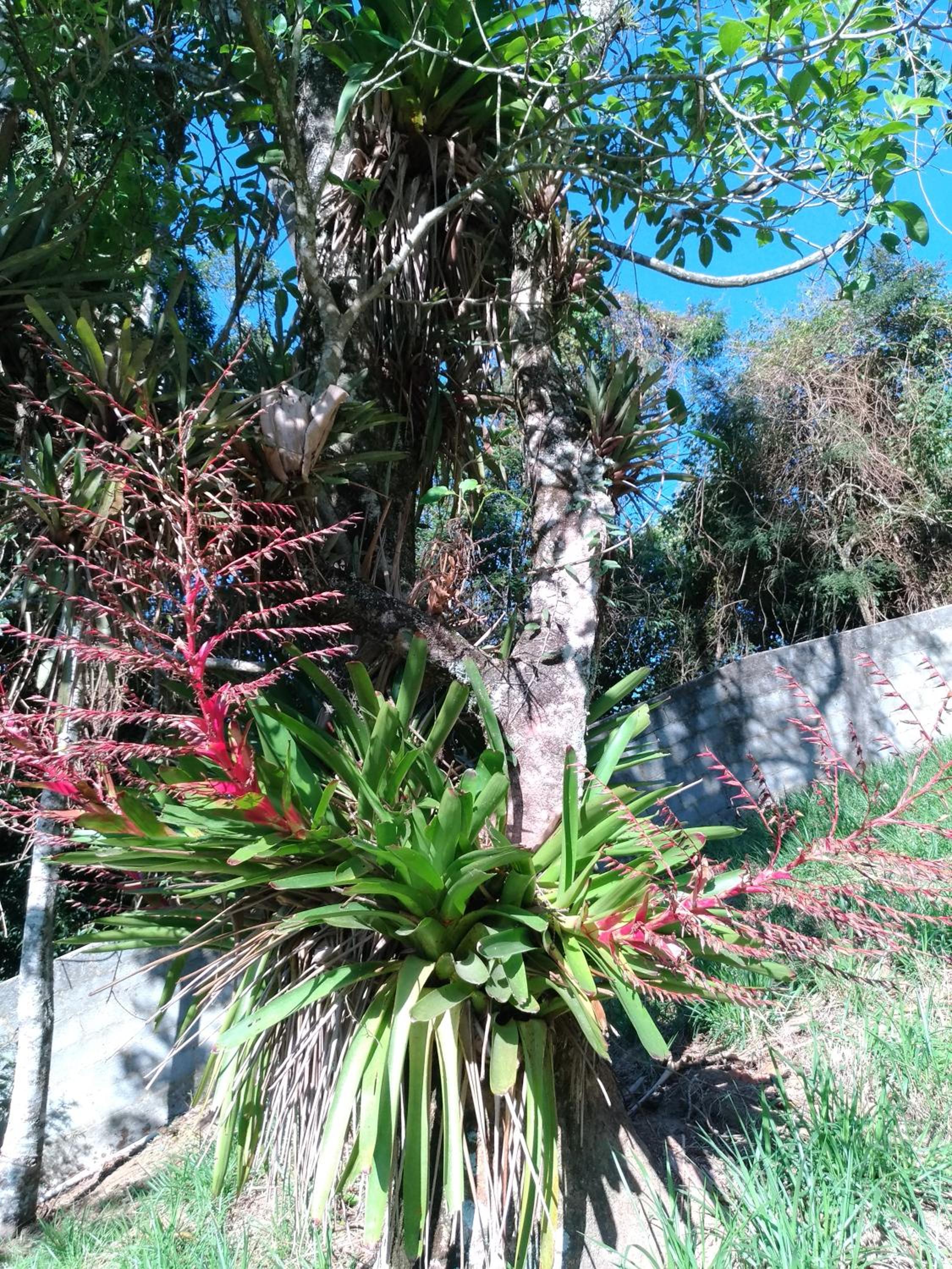 Casa Petrópolis Temporada
