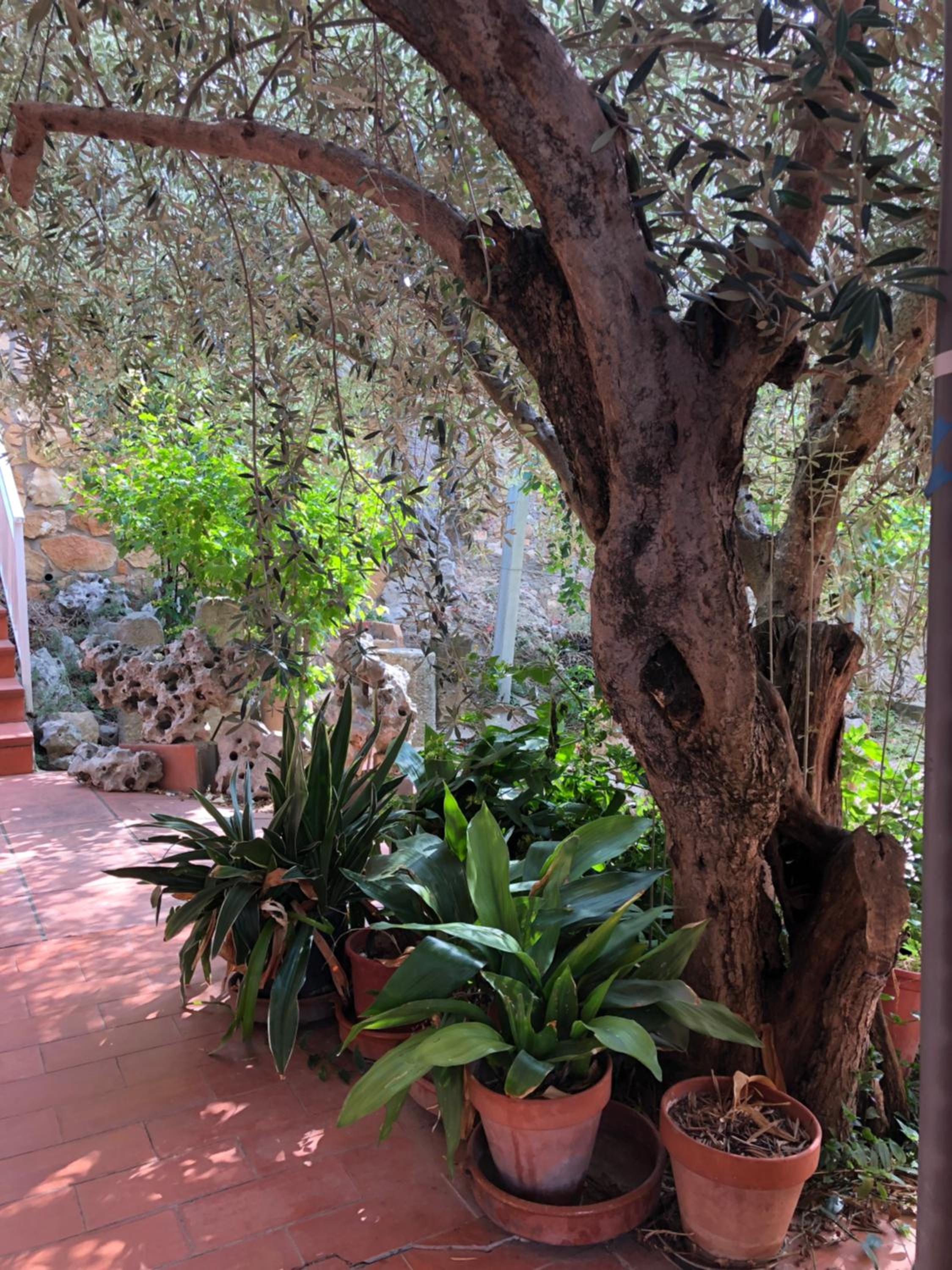 El Freginal view 3
