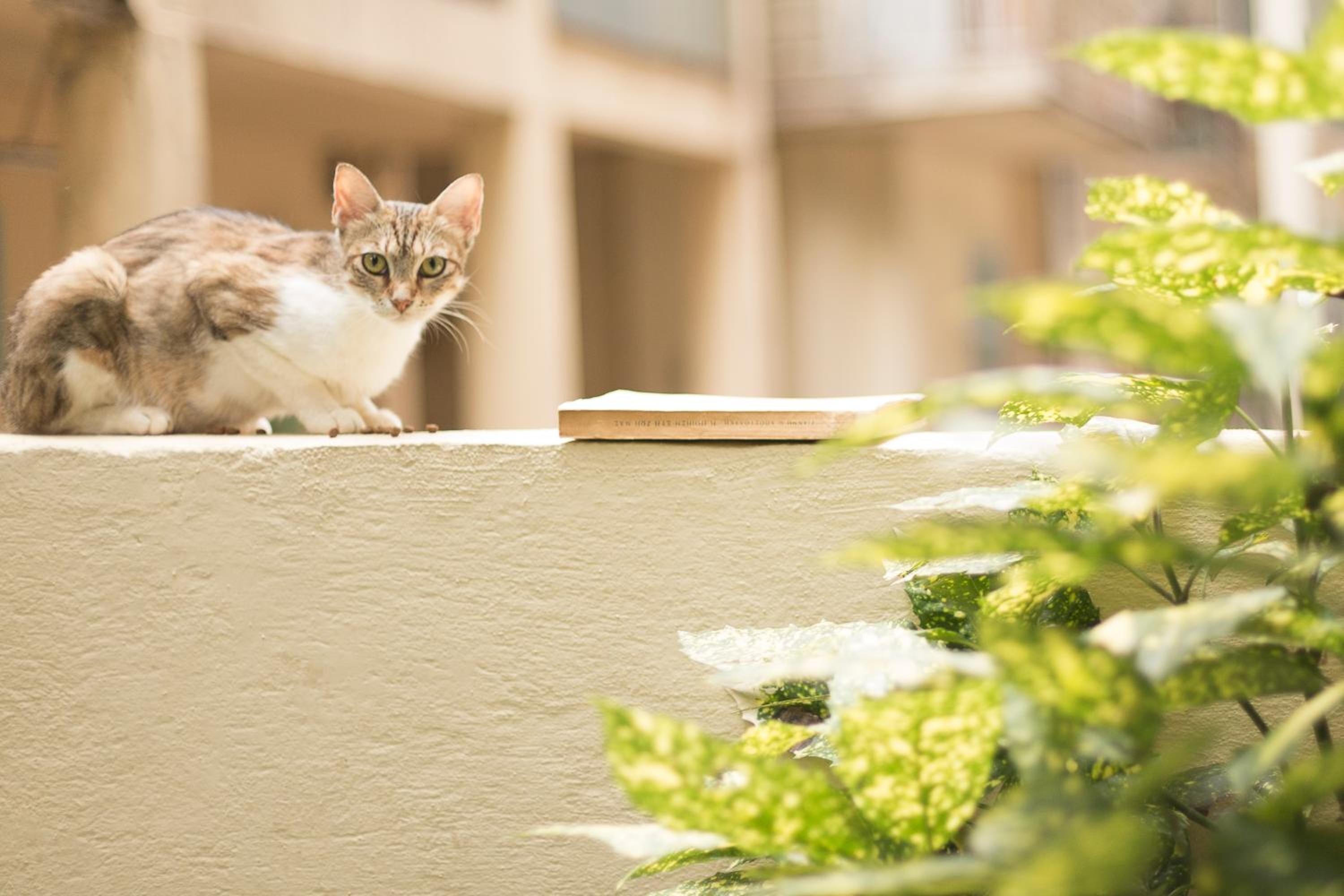 Gatto Perso Luxury Studios And Apartments