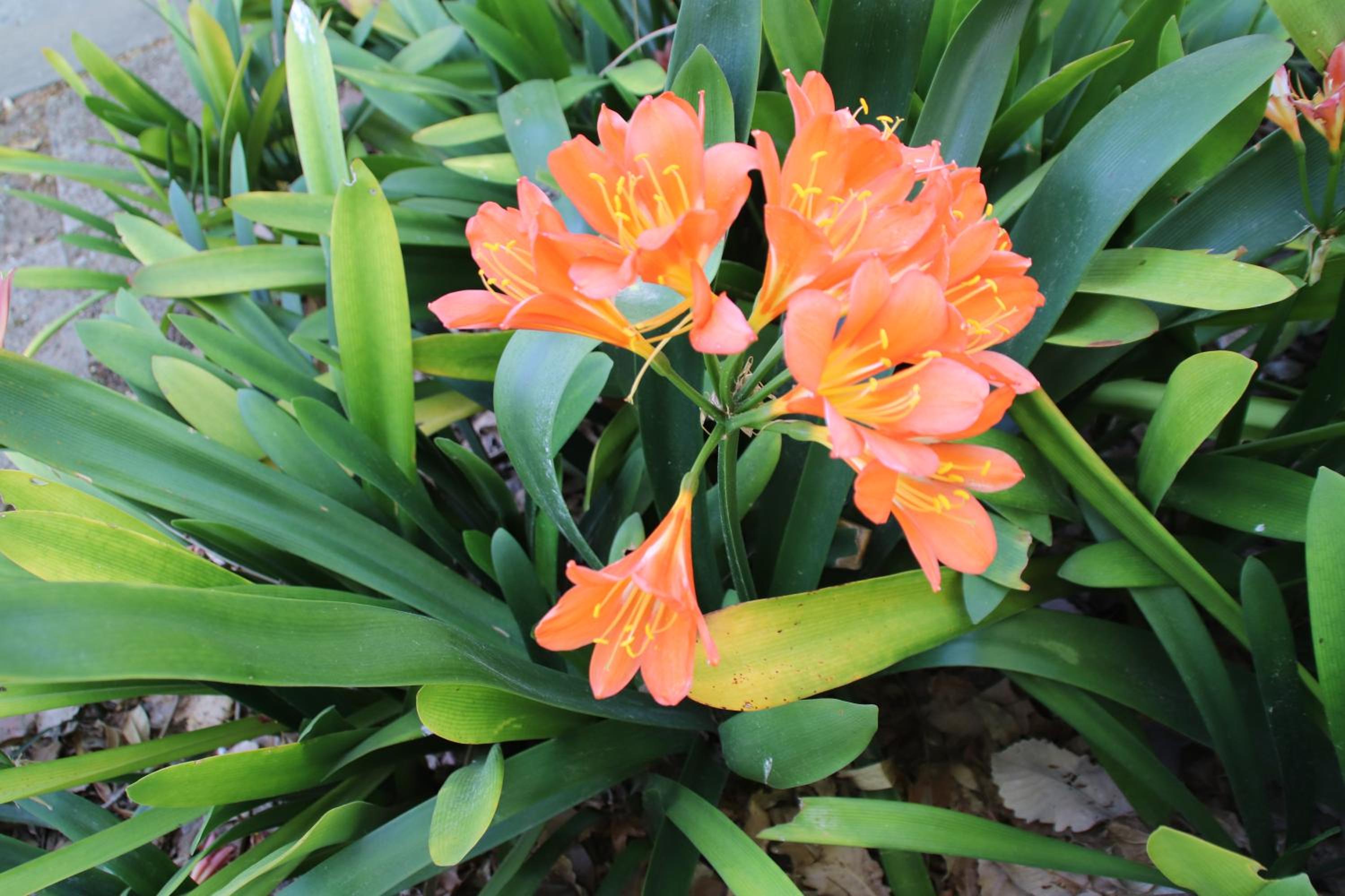 Petal's Place