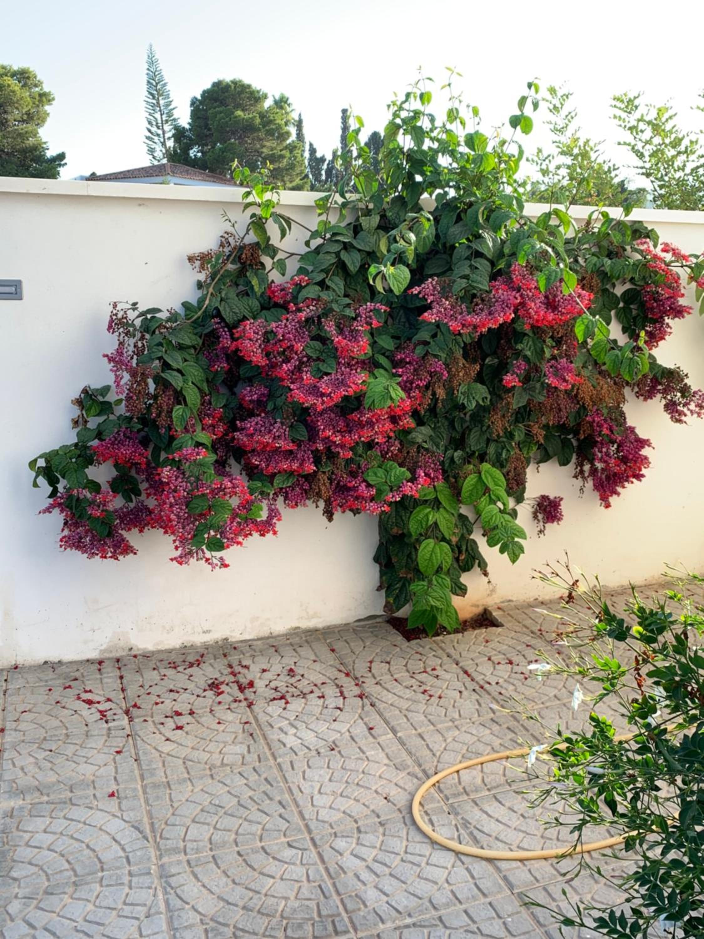 Maison Alriad - Alojamiento familiar tranquilo cerca del mar con jardín, porche y parking privado en el interior de la finca no apto para fiestas