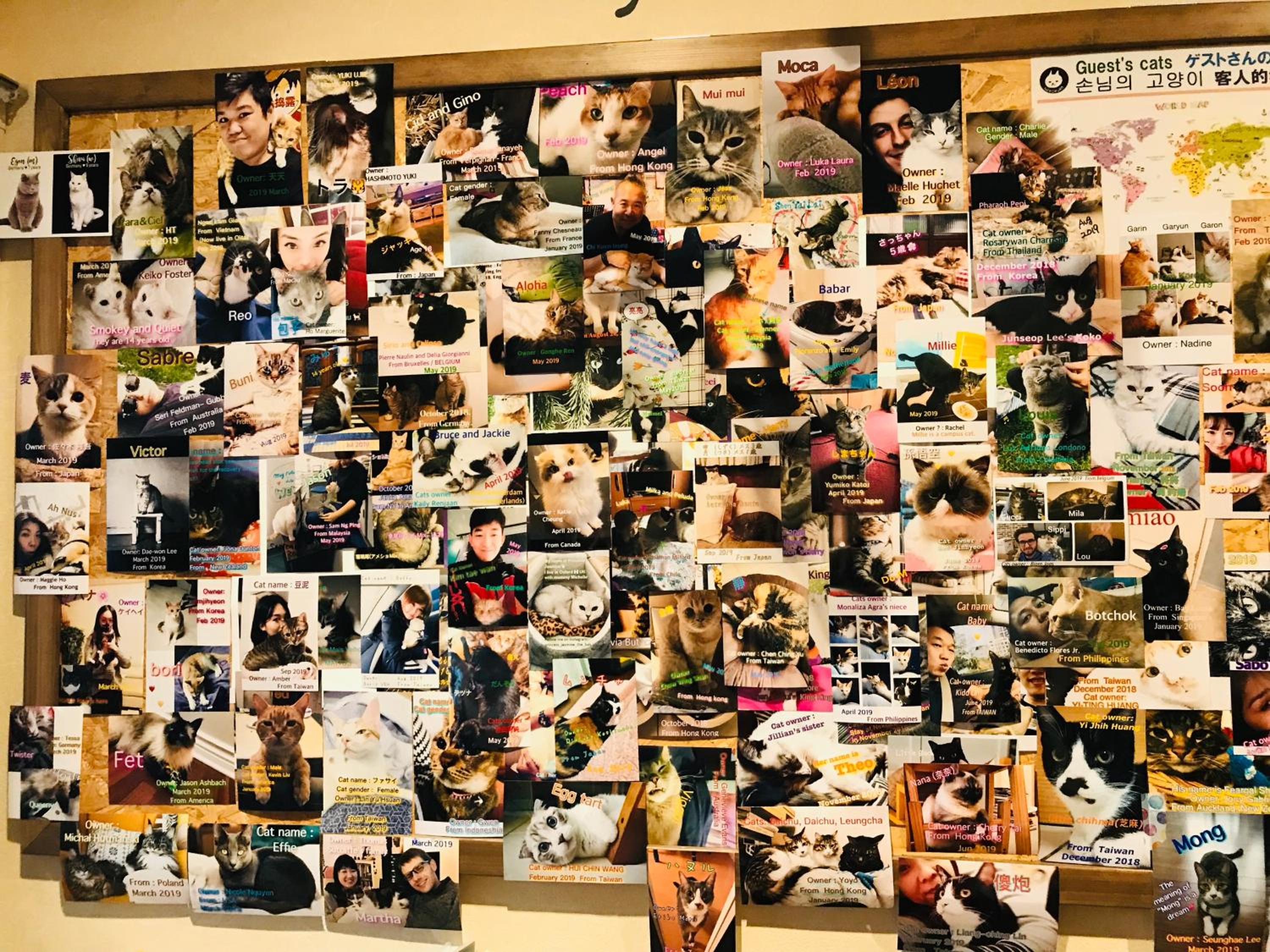 Nekokura Hostel
