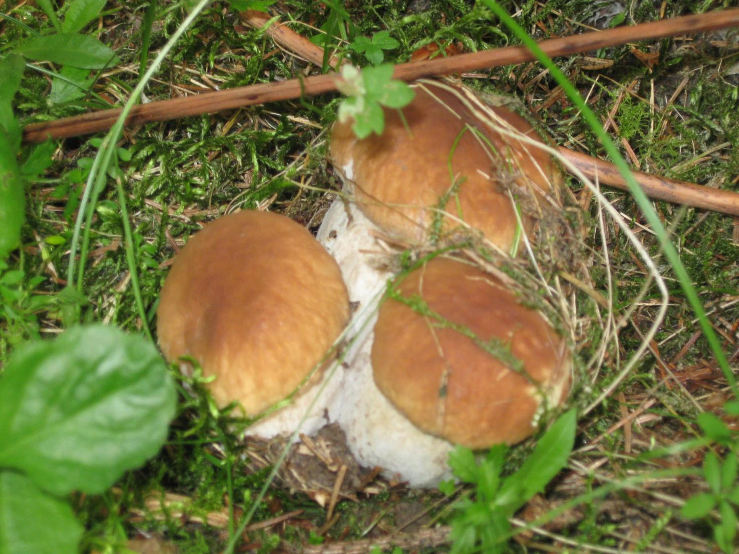 Photo 7