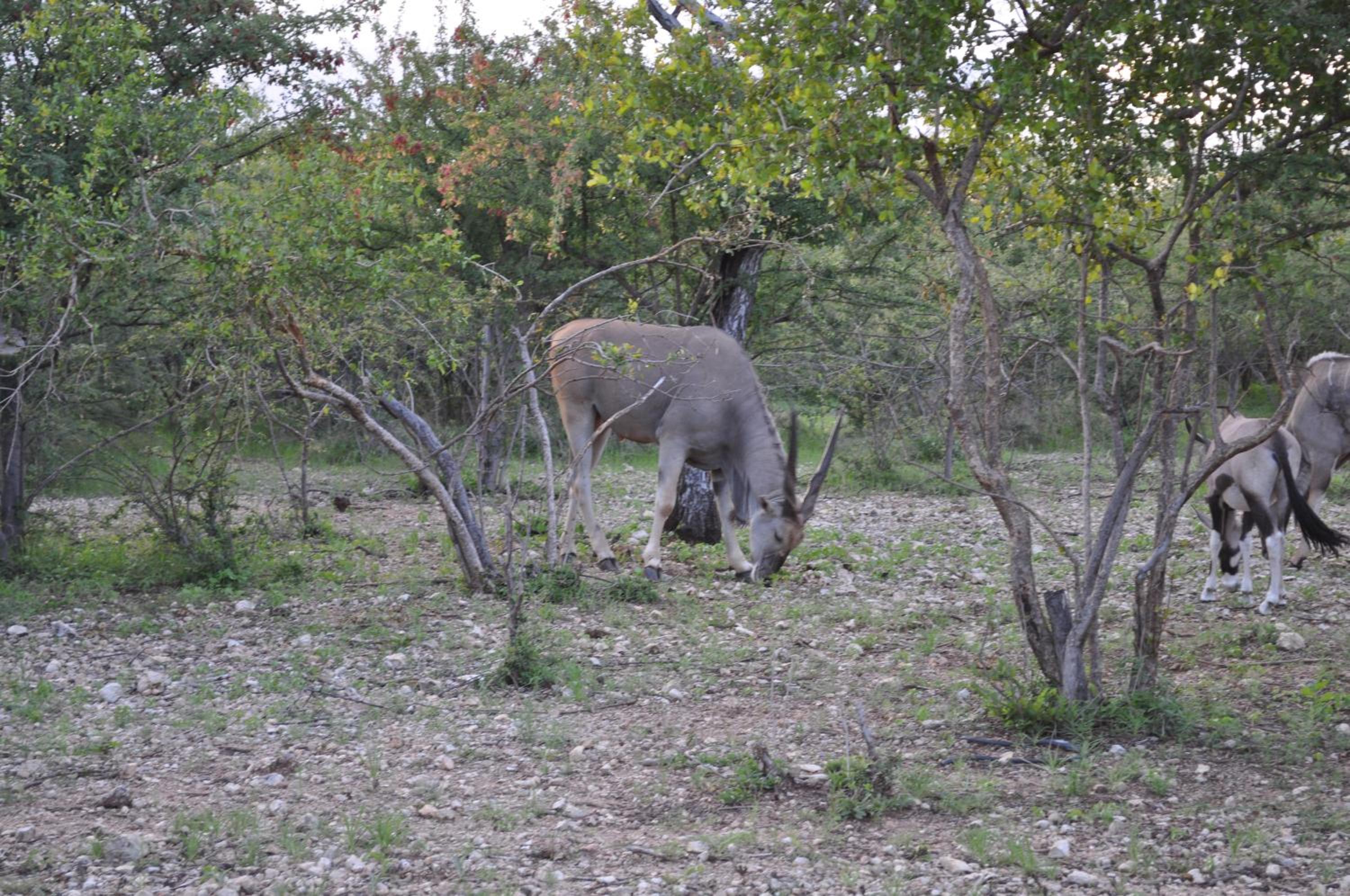 Etotongwe Lodge