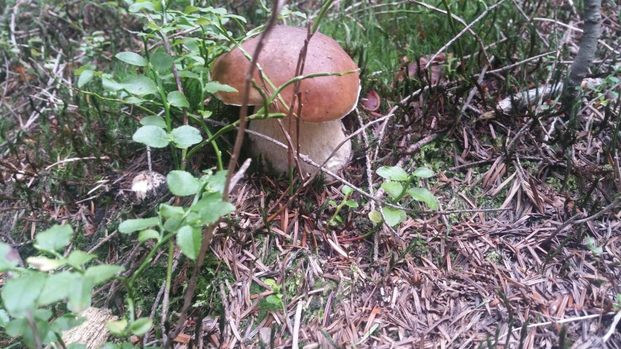 Photo 28