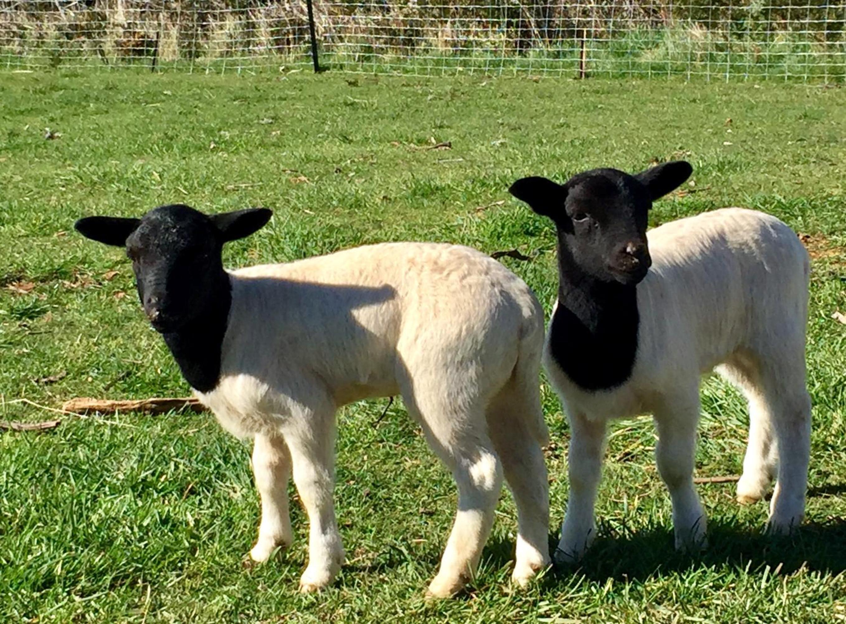 Manna Hill Farm
