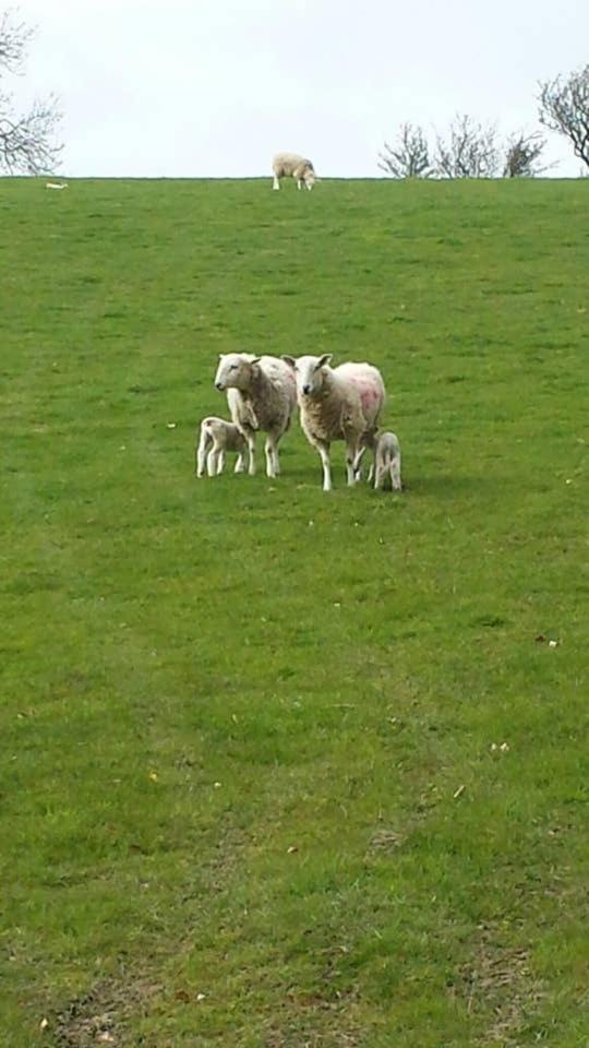 Ffyllon Fawr