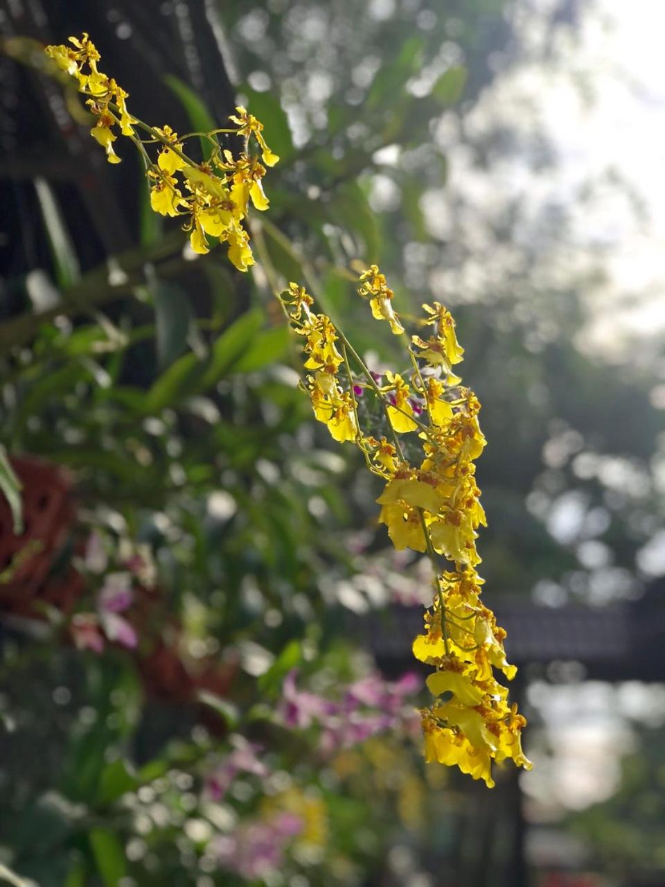 Thanh Thuy view 2