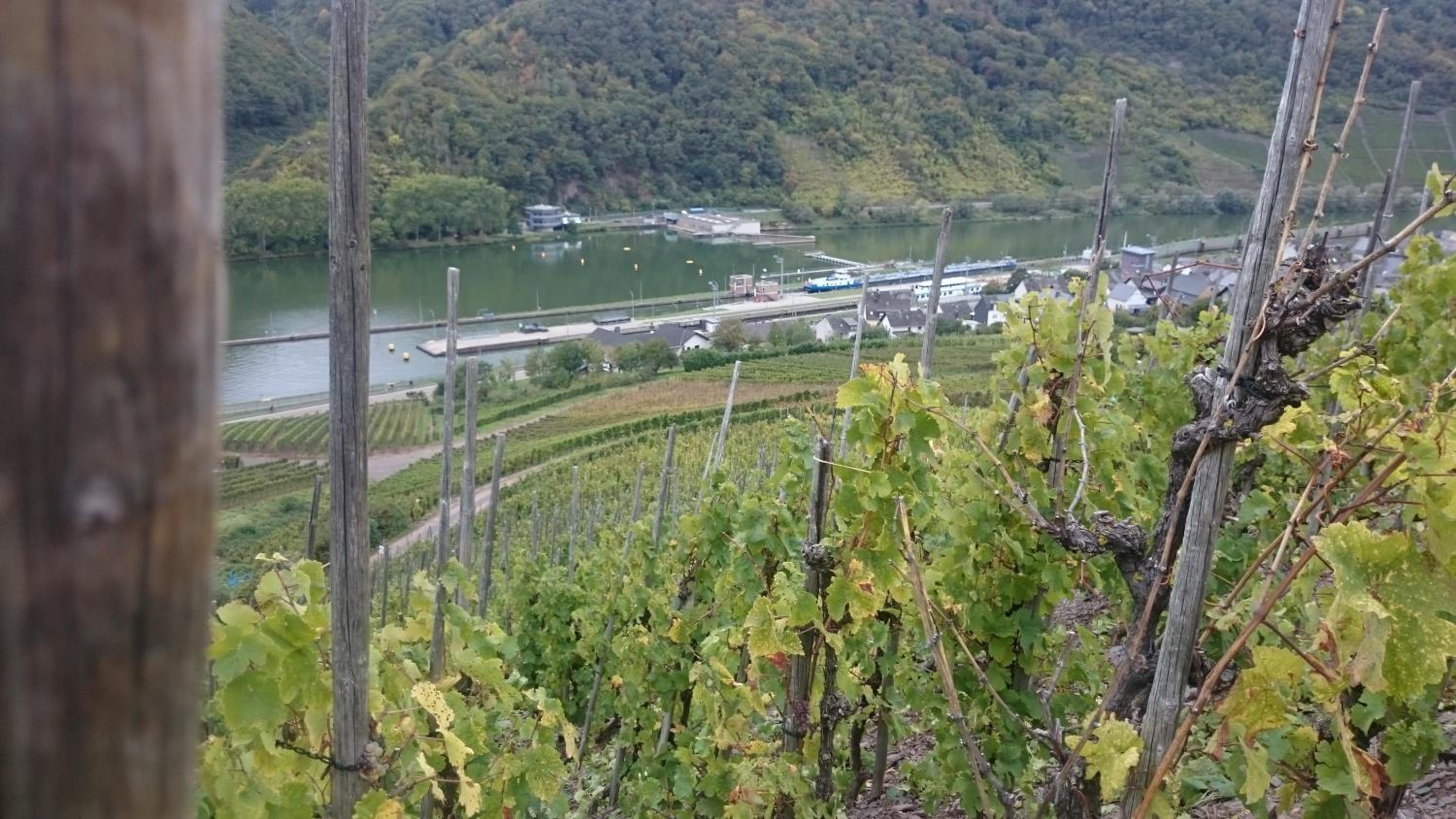 Ferienwohnungen Am Bruttiger Moselsteig