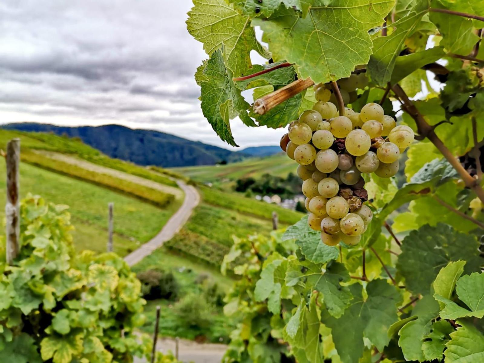 Ferienwohnungen Am Bruttiger Moselsteig