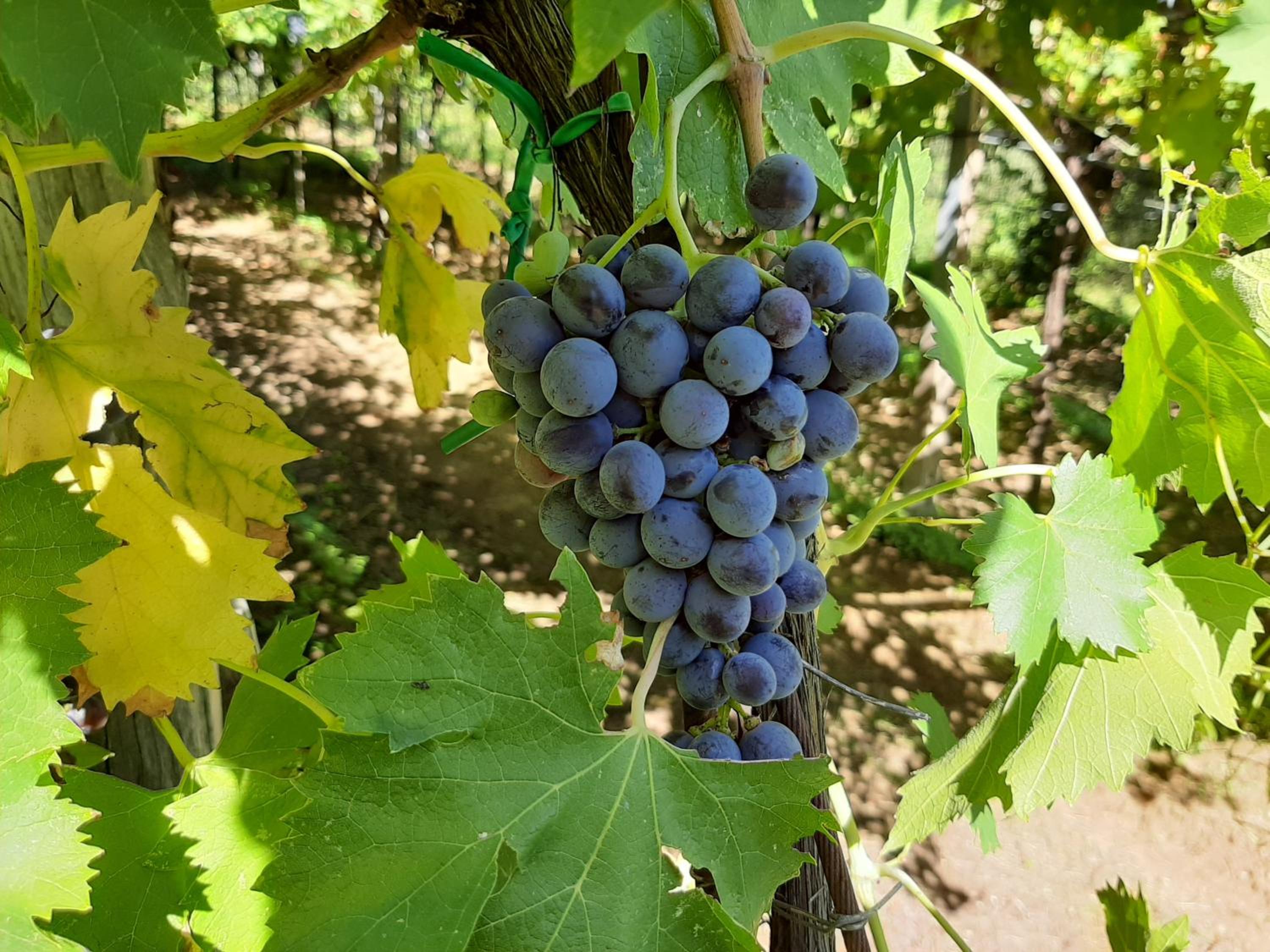 Ca Del Vajo Valpolicella House view 3