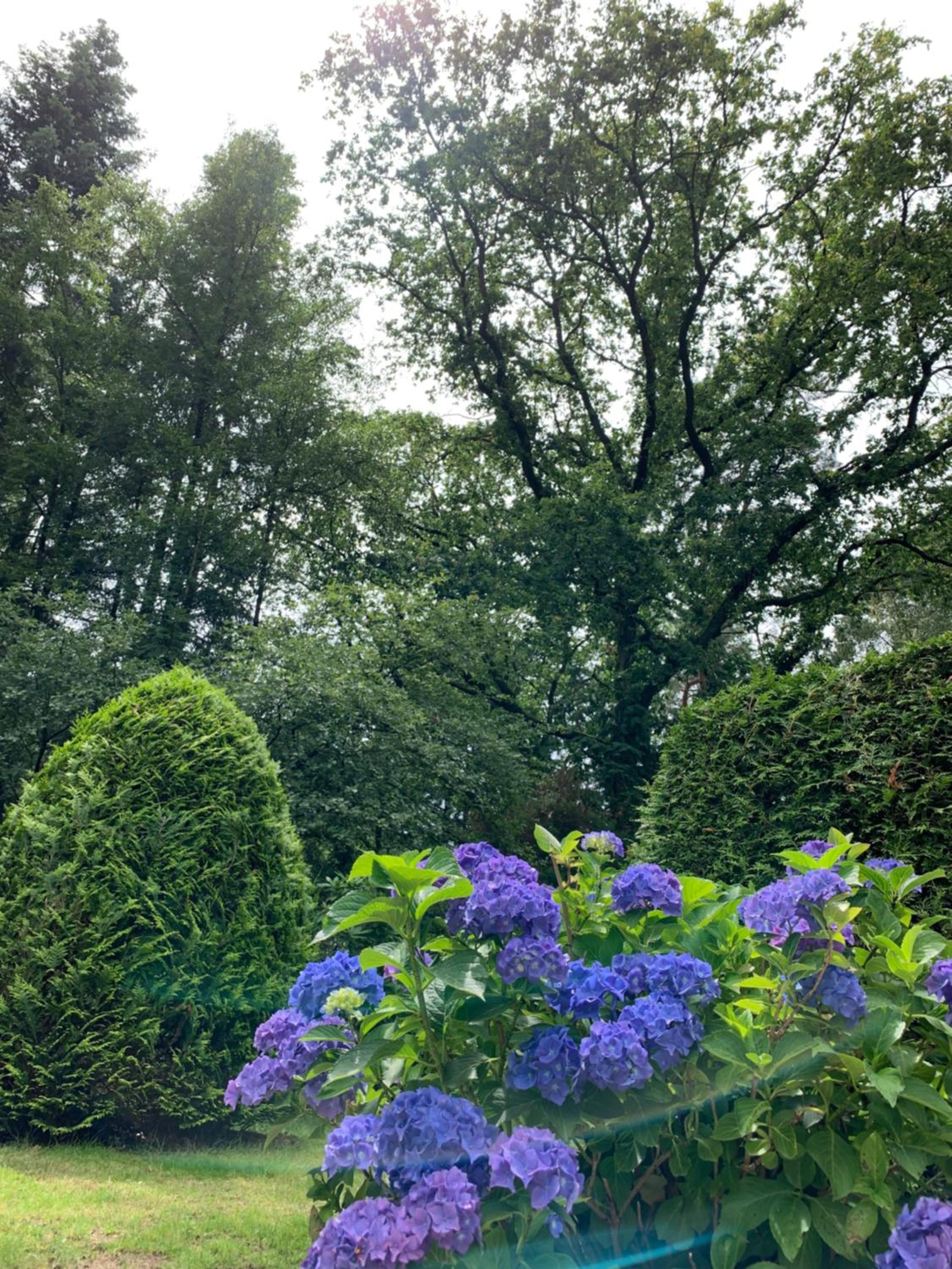 Zonnebos, private garden, fresh air, relax! view 4