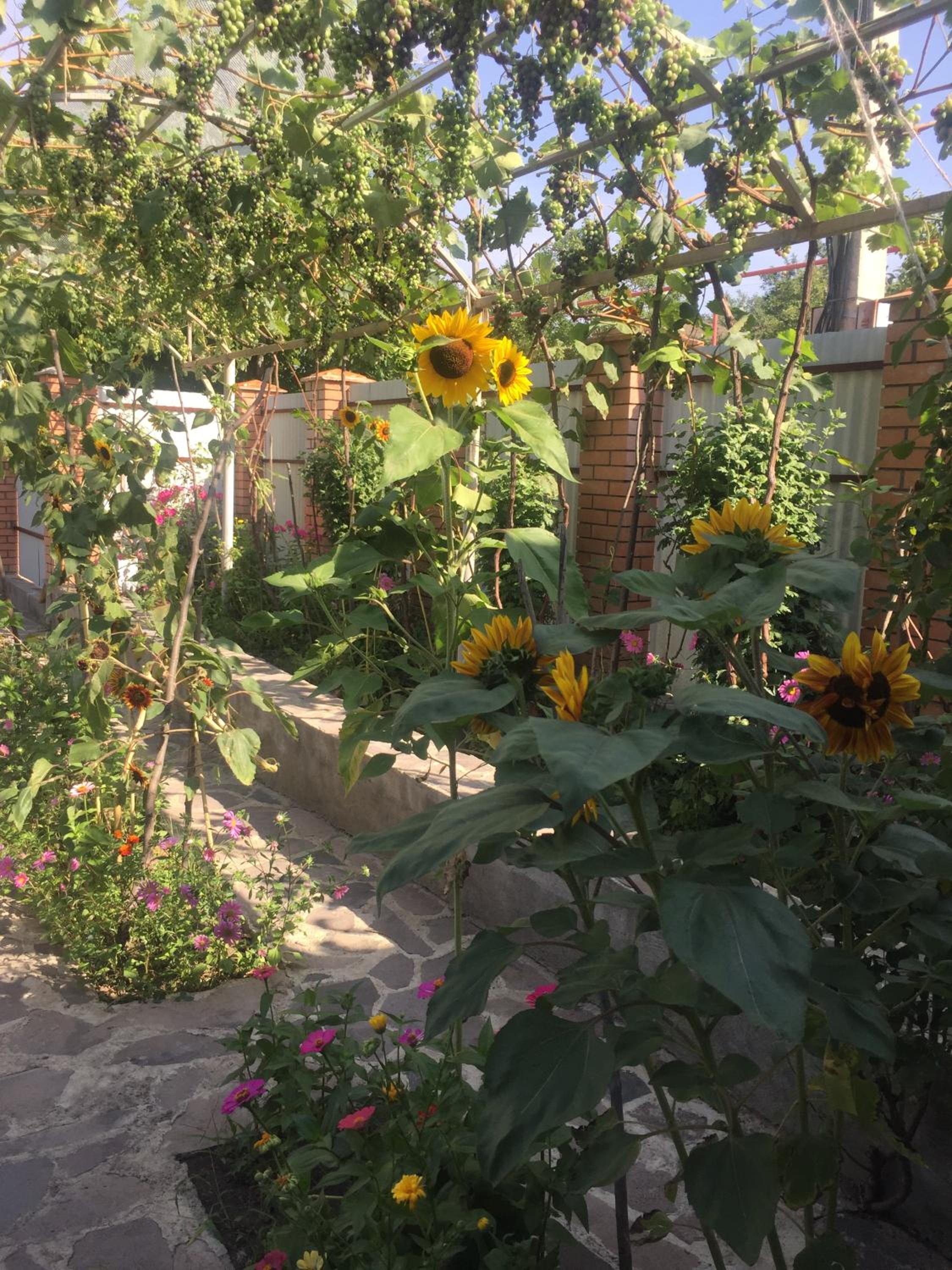 Oasis