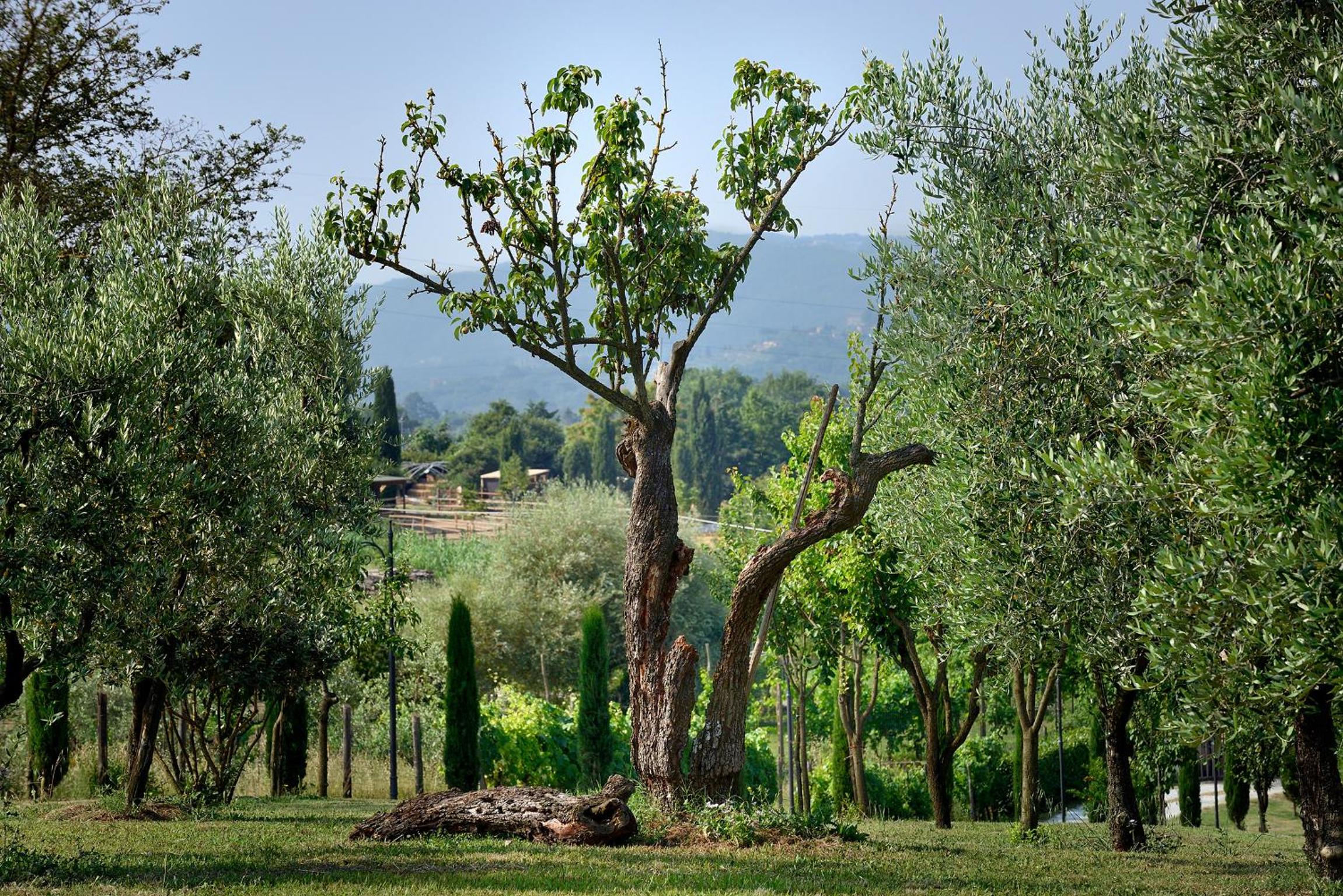 Amedea Tuscany Country Experience