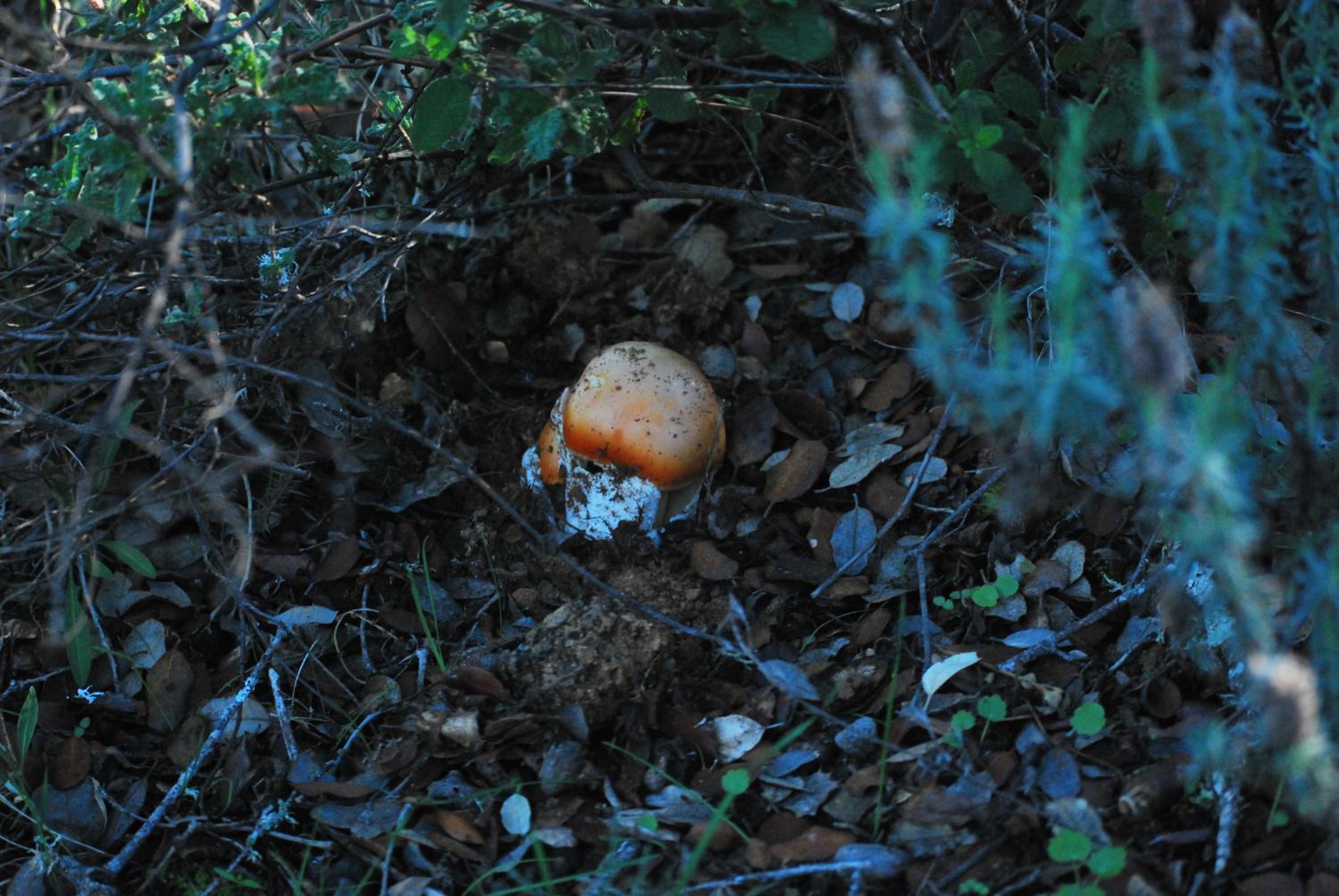 other