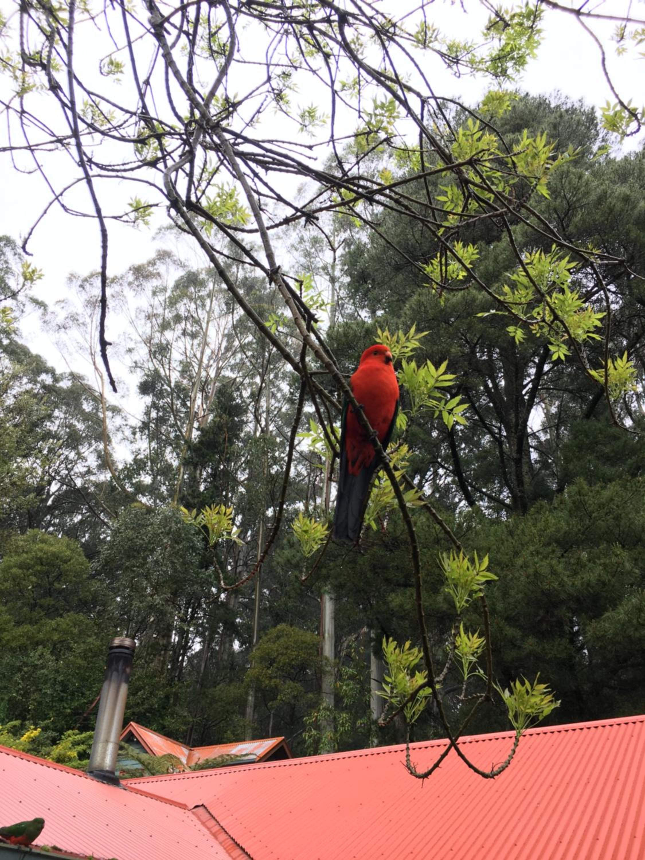 Wild Orchid Olinda Private Luxury Cottage