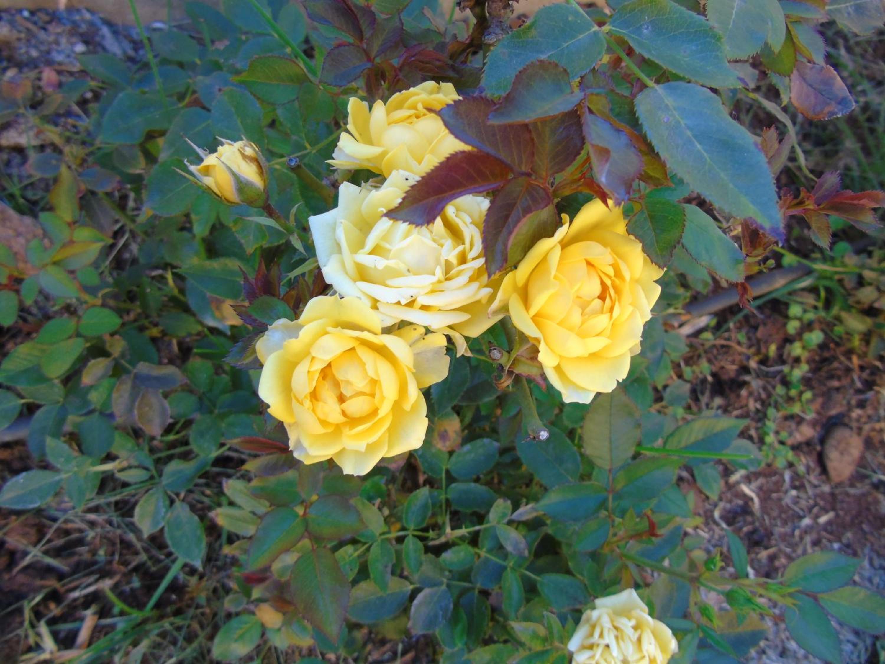 Photo 23