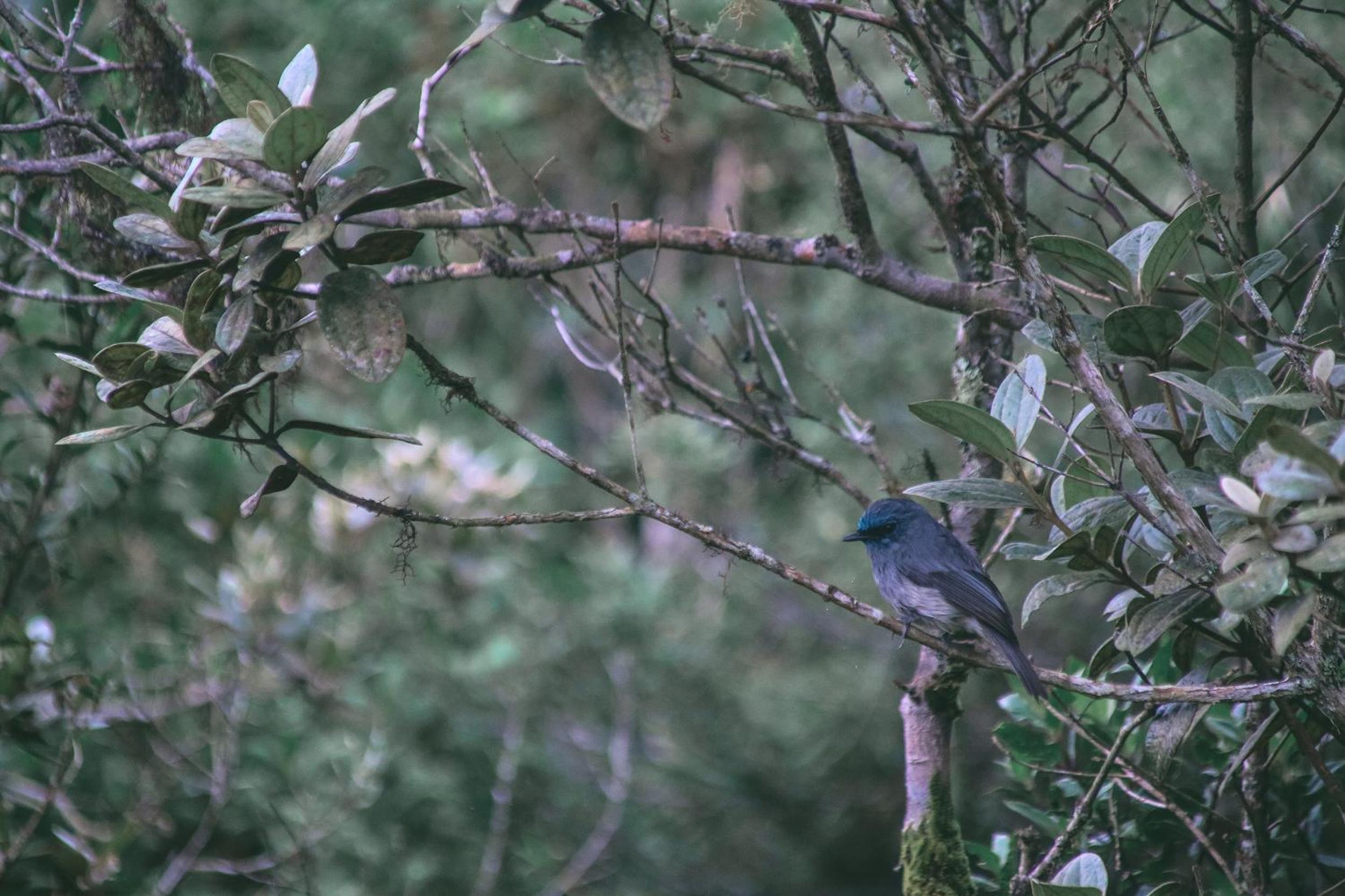 The Woods - Birding, Farming & Eco Living view 4