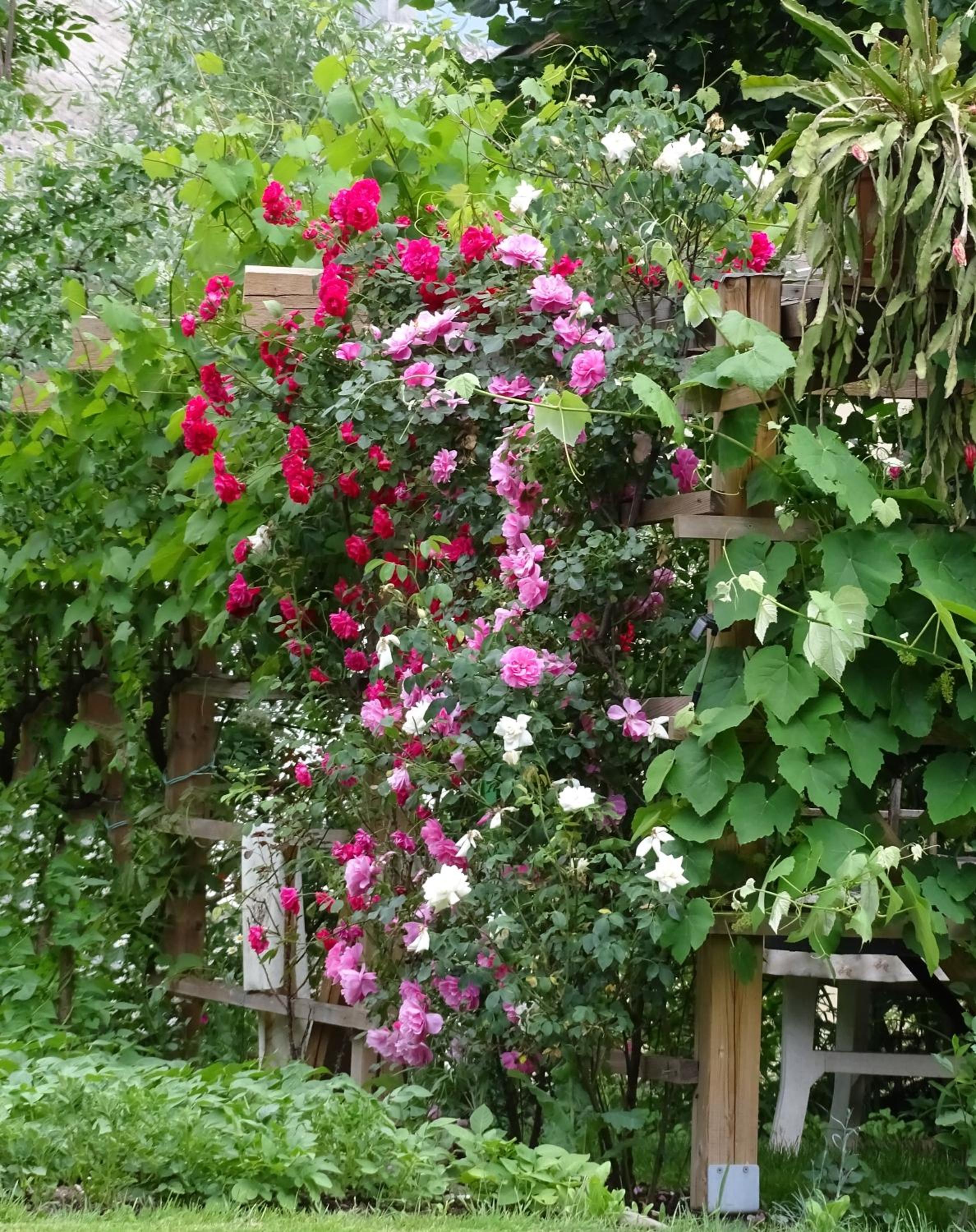 Photo 41
