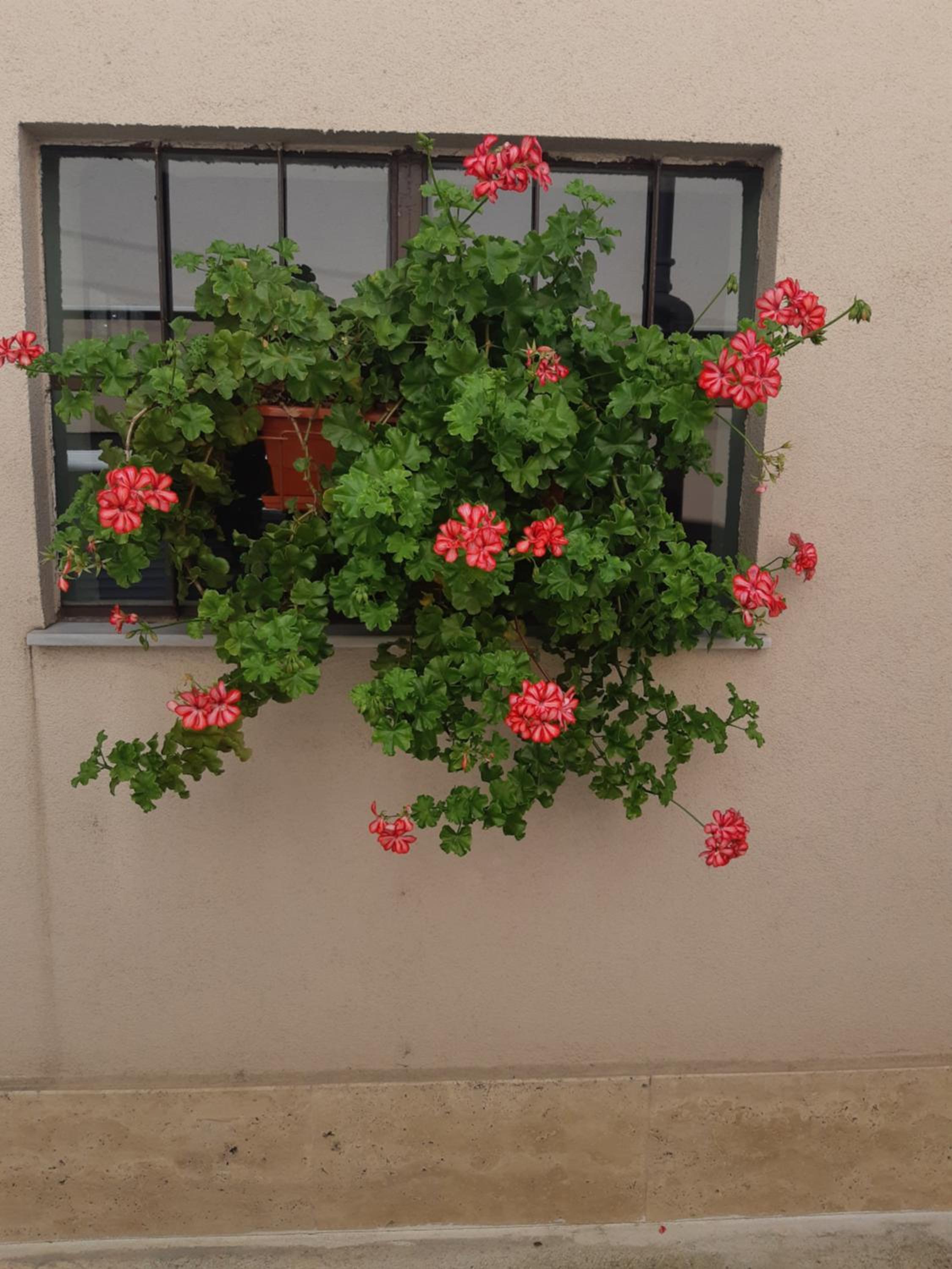 Villa Ros Guest House