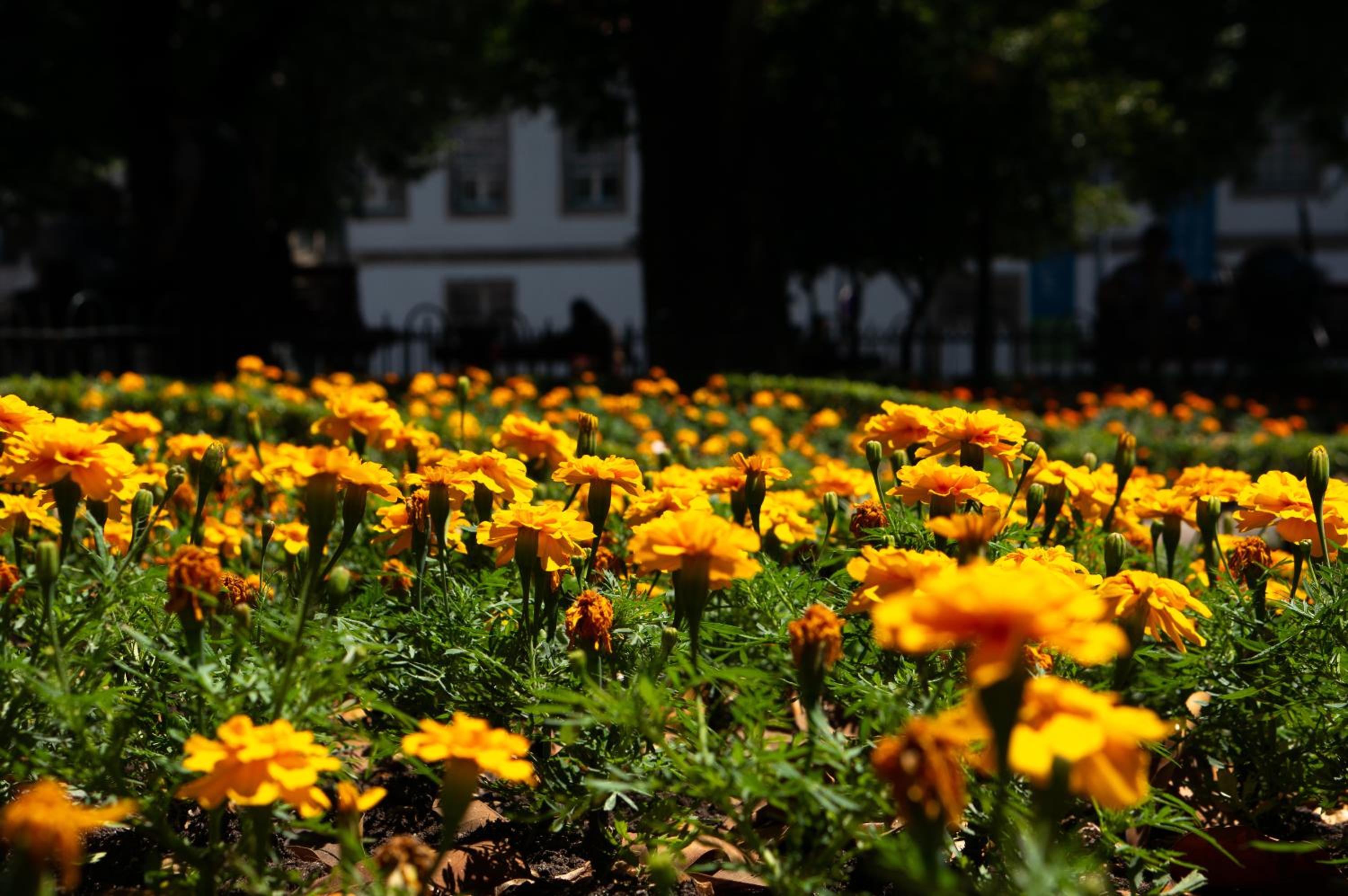Jardim de São Lázaro - Porto Apartments view 3
