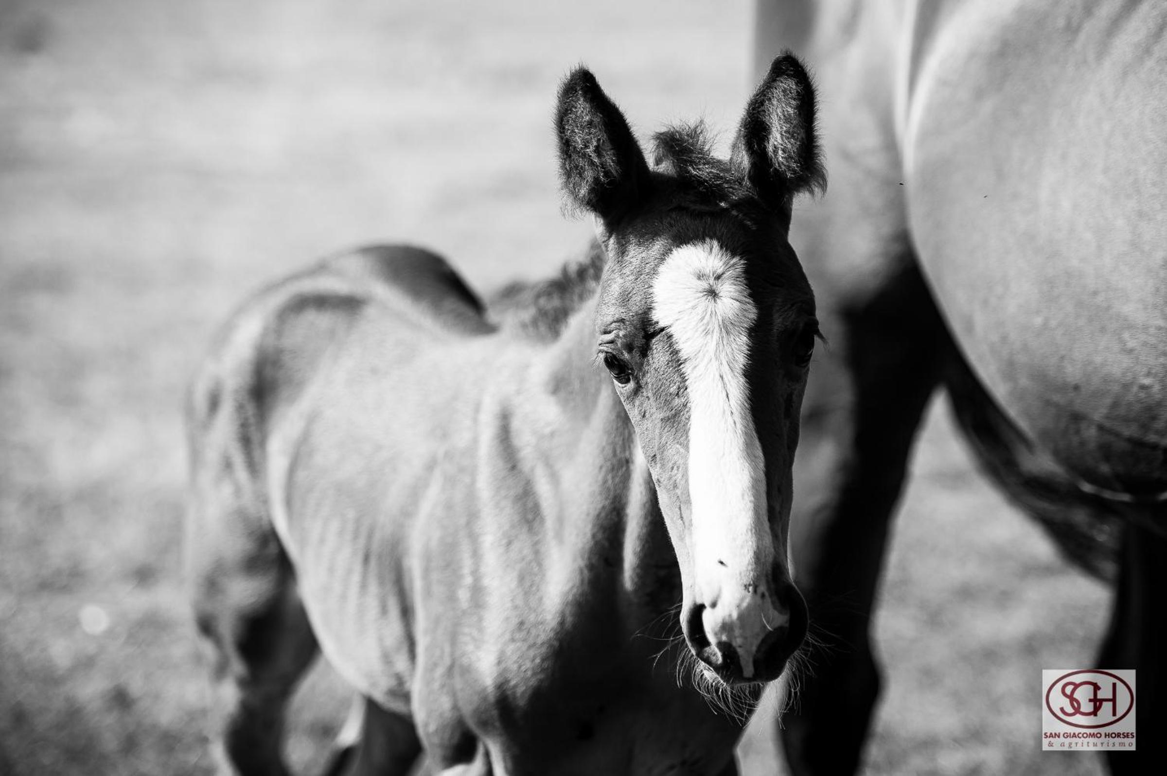 San Giacomo Horses & Agriturismo