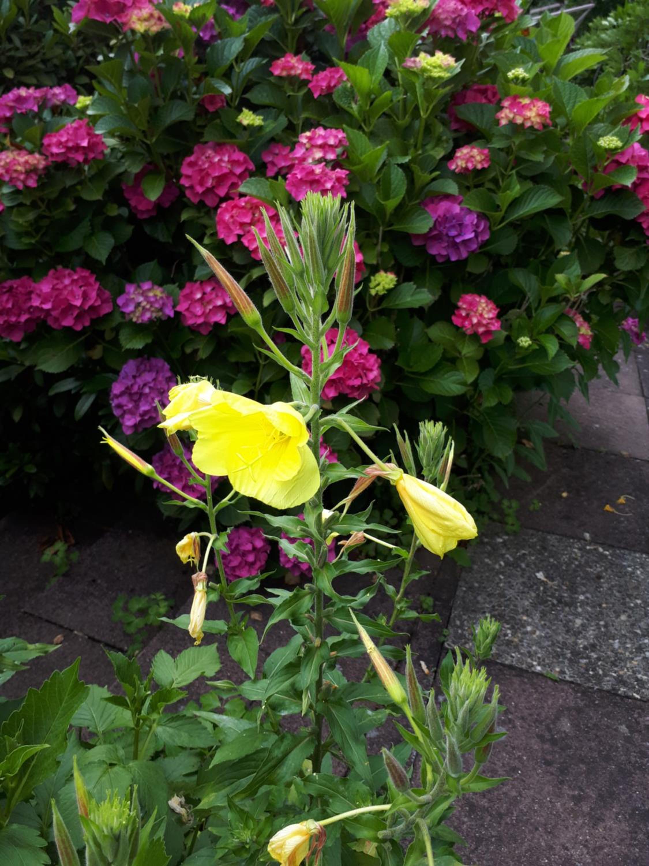 Rottgarten, photo 40