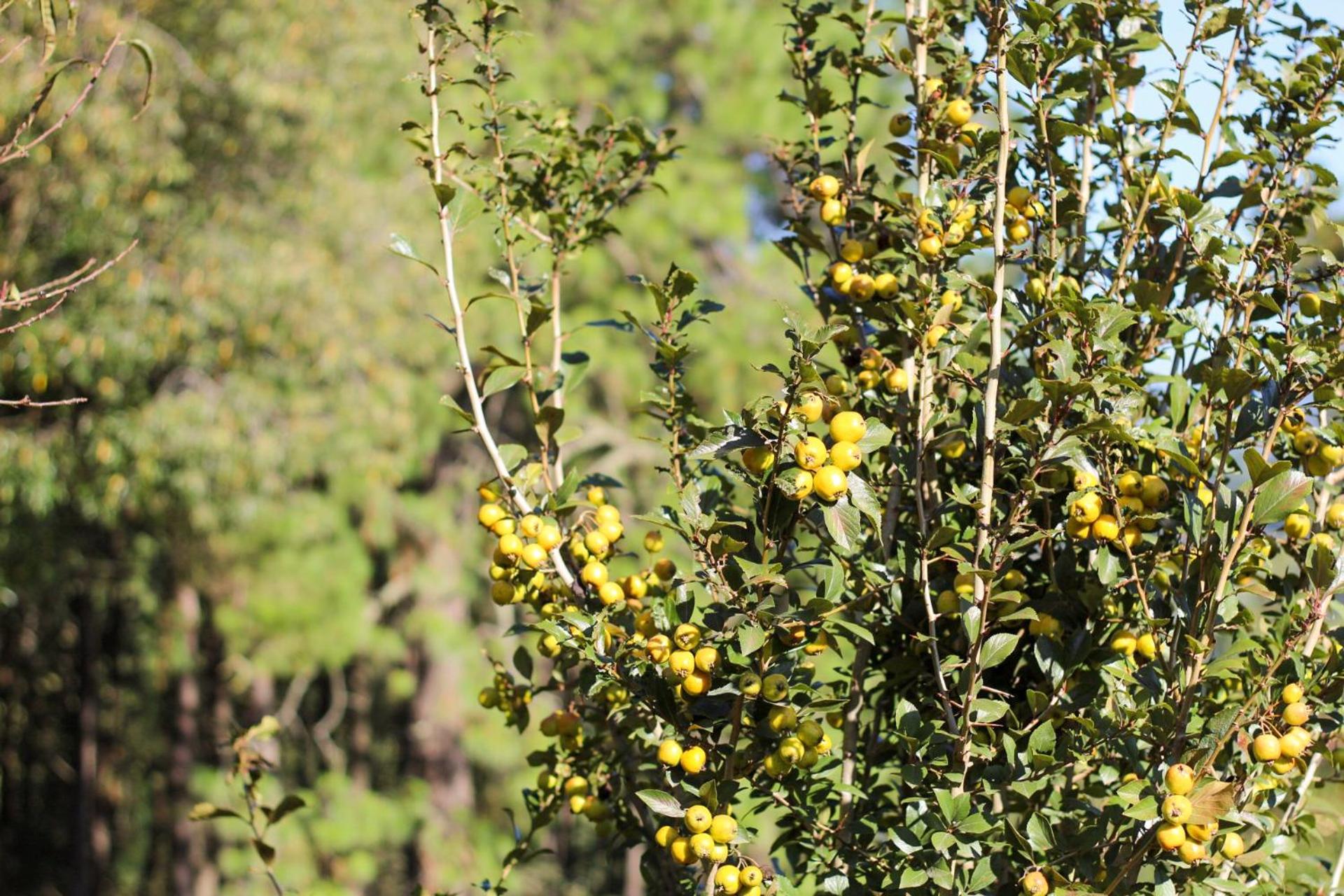 Photo 42