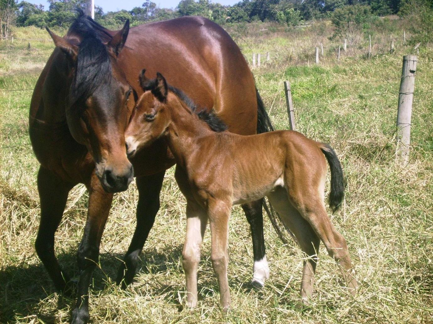 Rancho - São Pedro