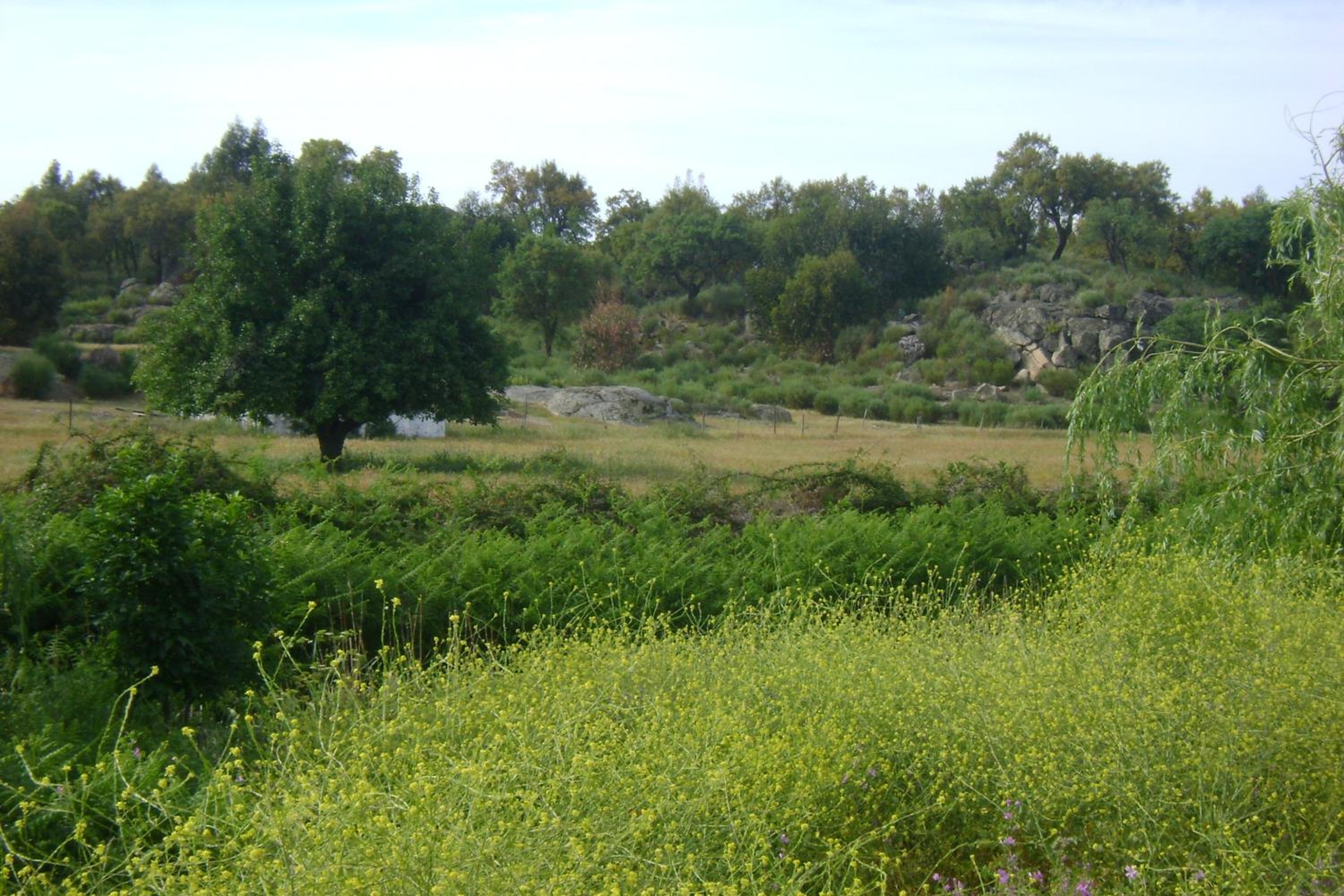 Photo 45