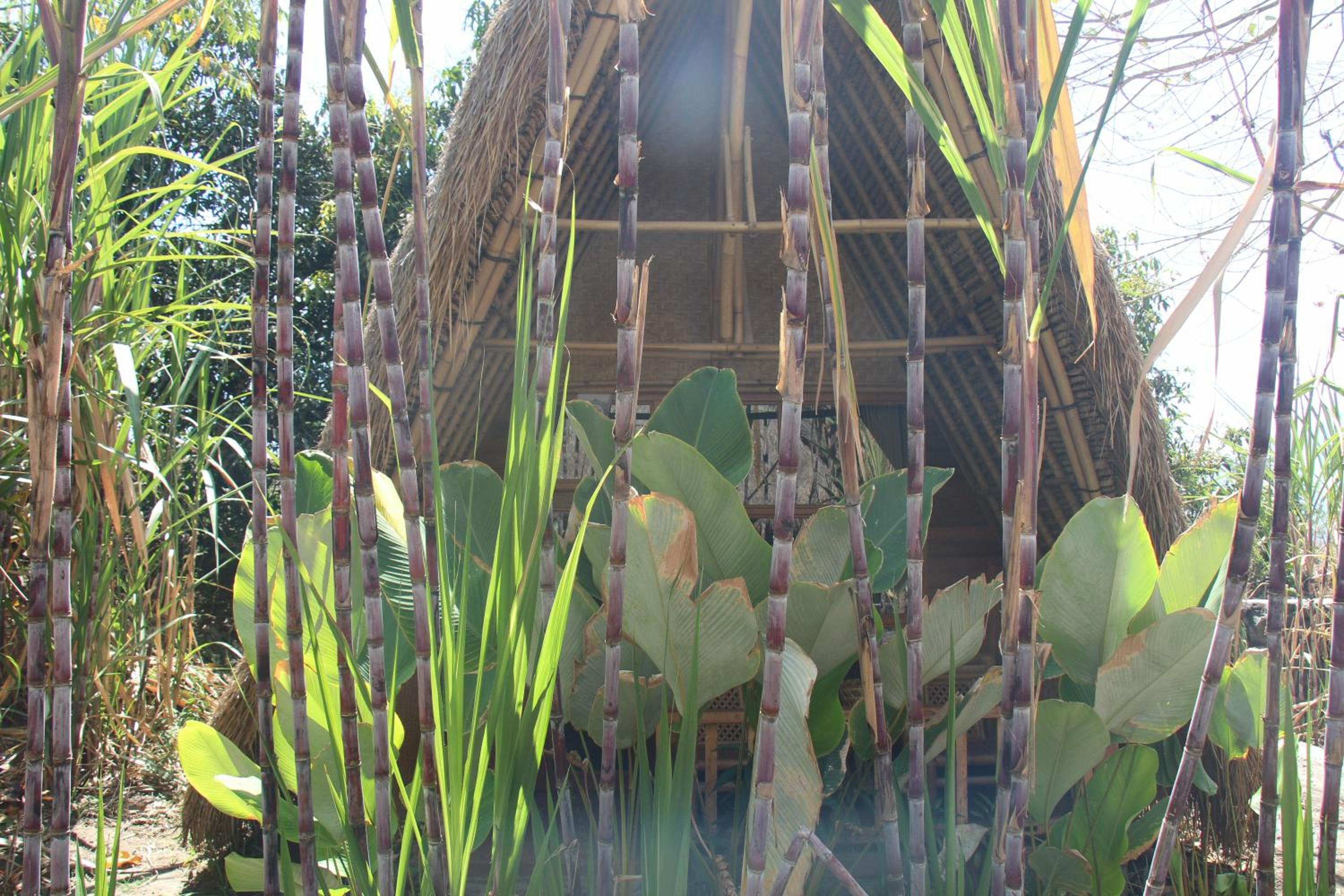 Photo 41