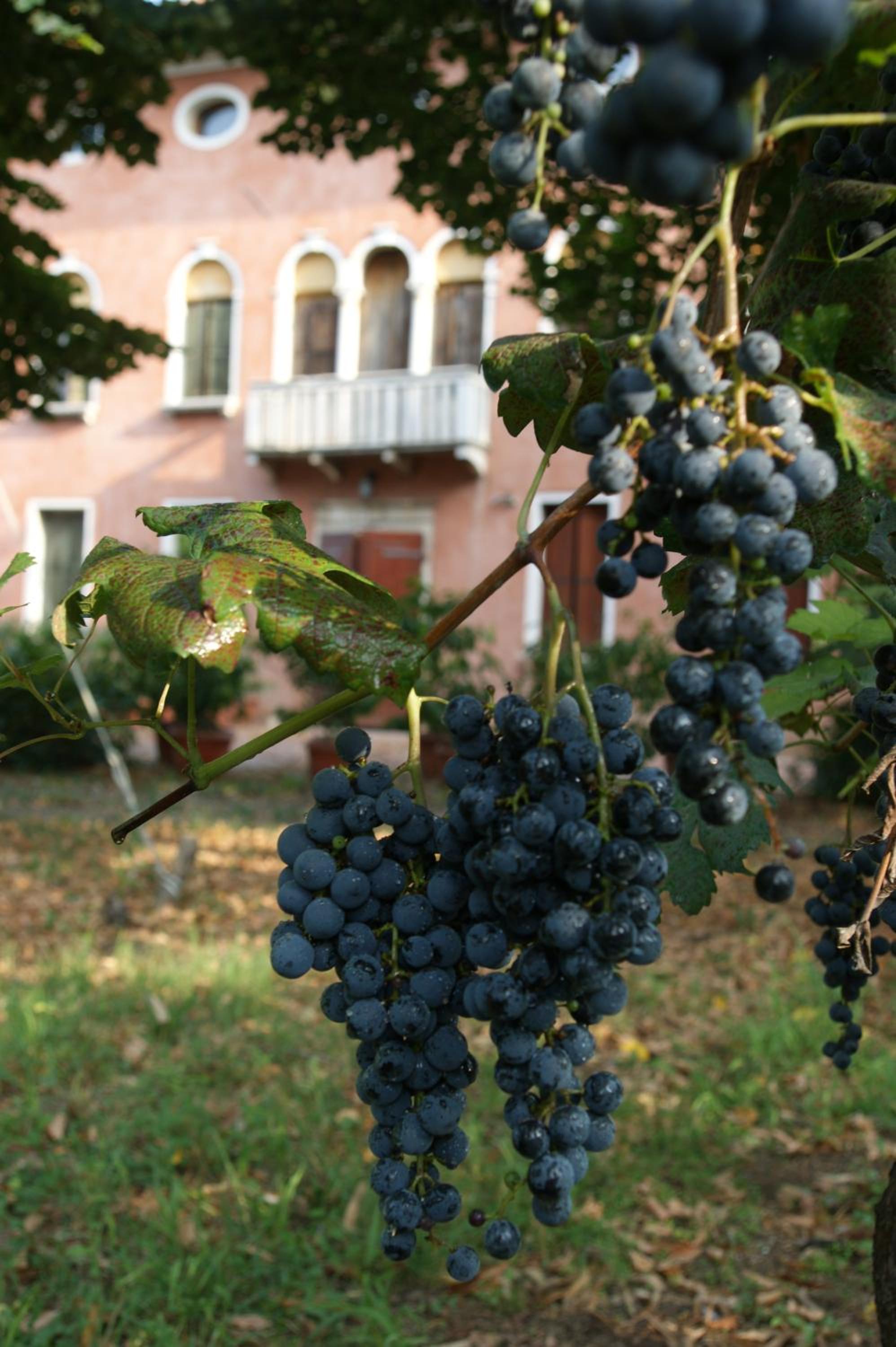 Agriturismo Villa Mocenigo