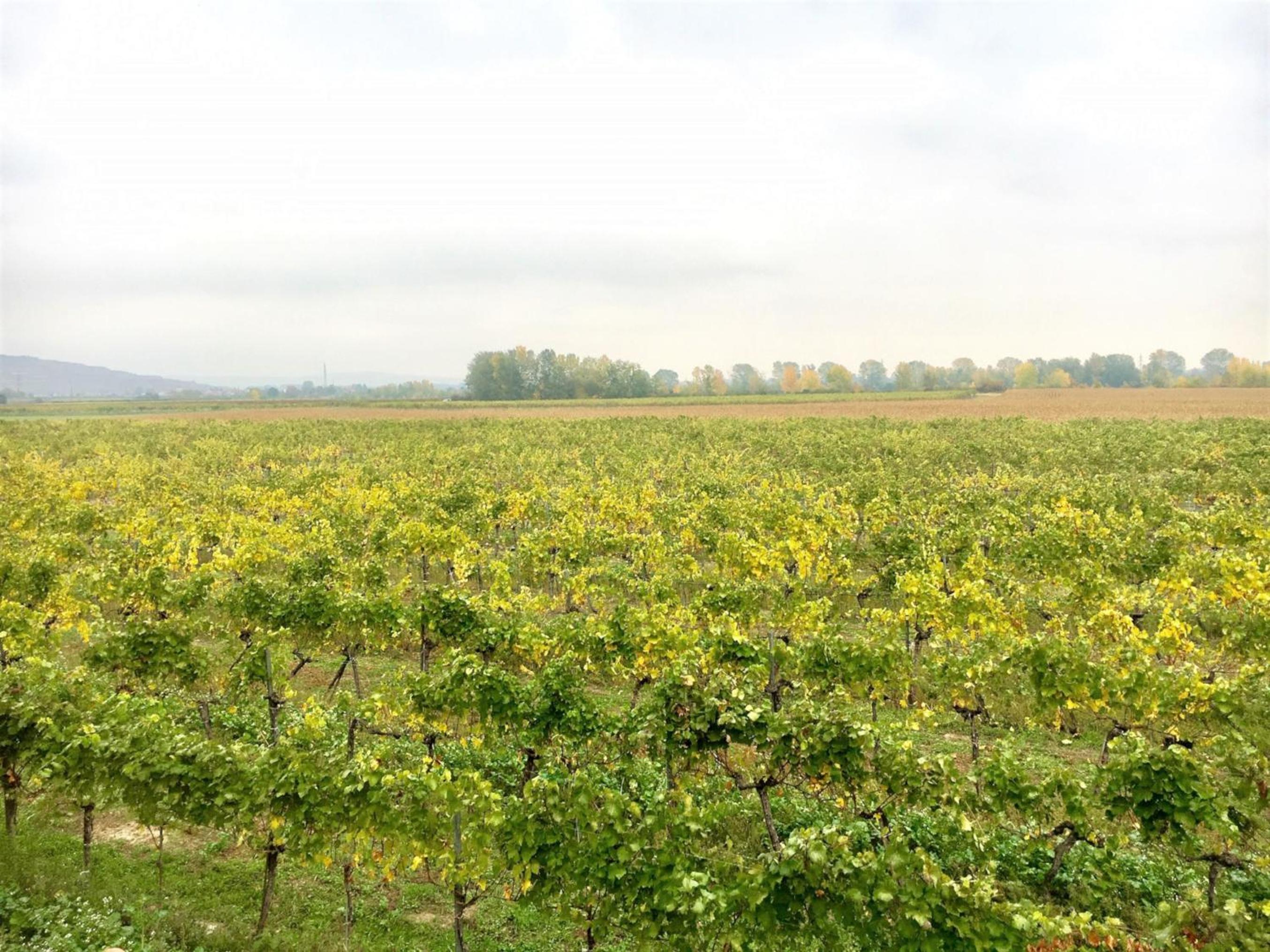 Landhaus Weinblick