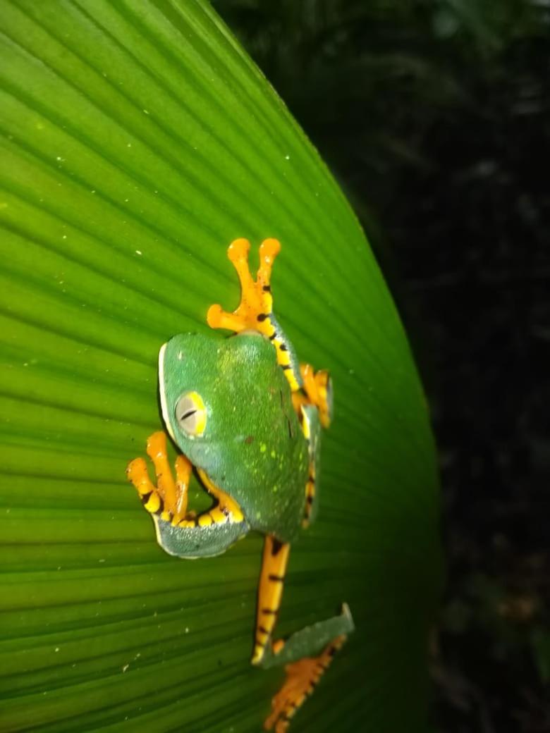 Iguanitas Lodge