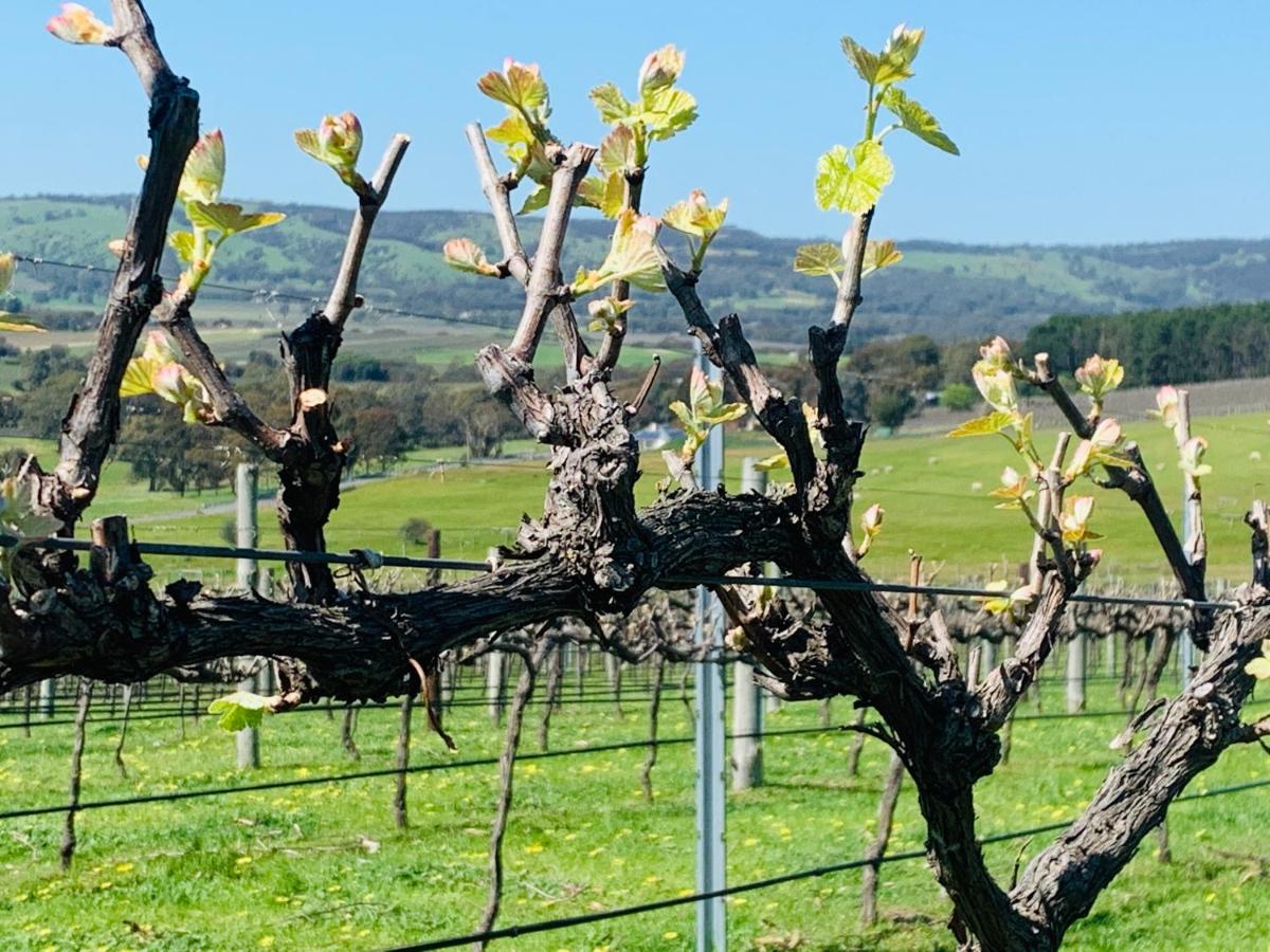 Amongst the Vines Deluxe Retreat
