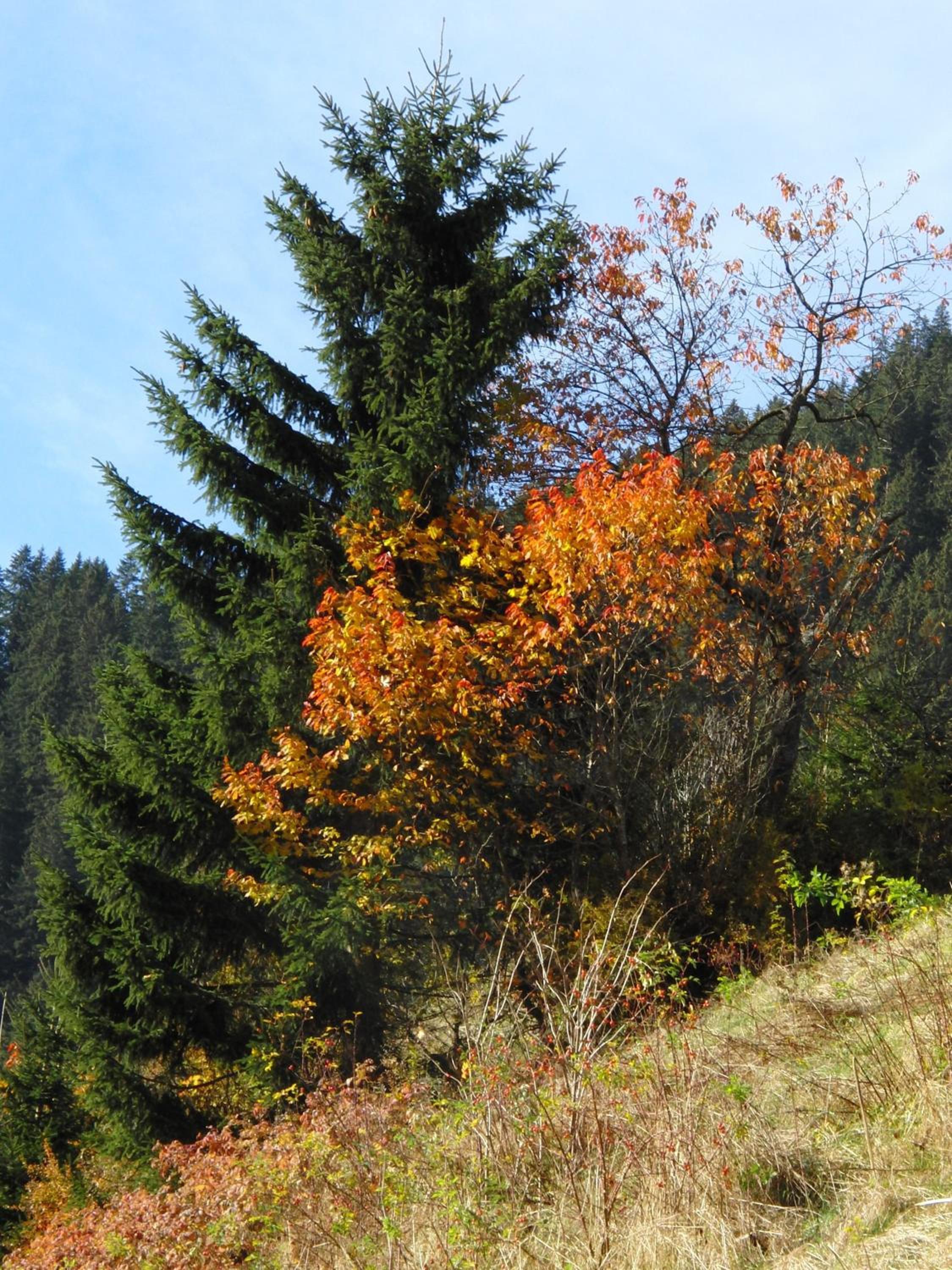 Apart Garni Astrada