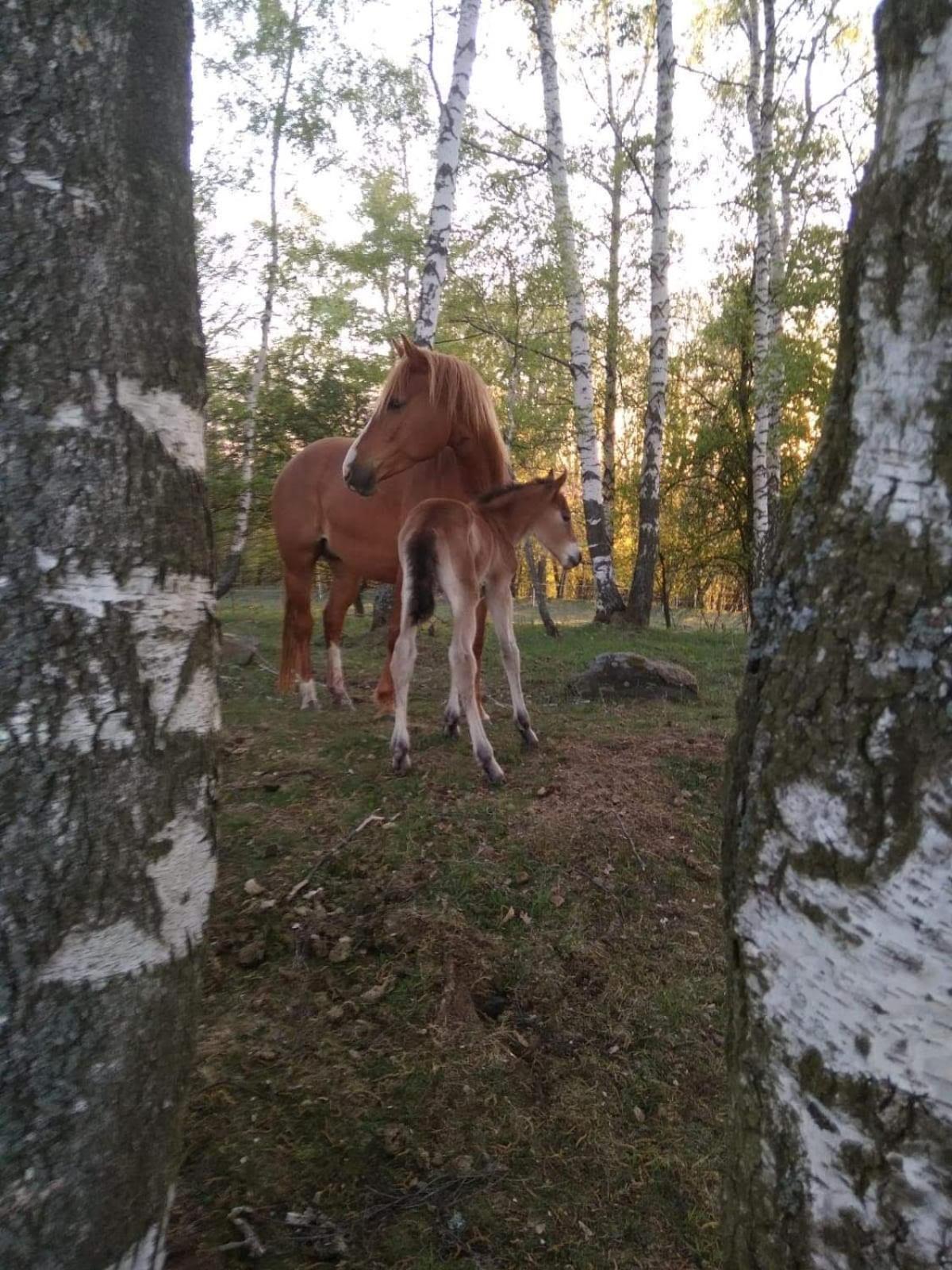 Novohradský ráj aneb Oáza klidu na samotě u lesa