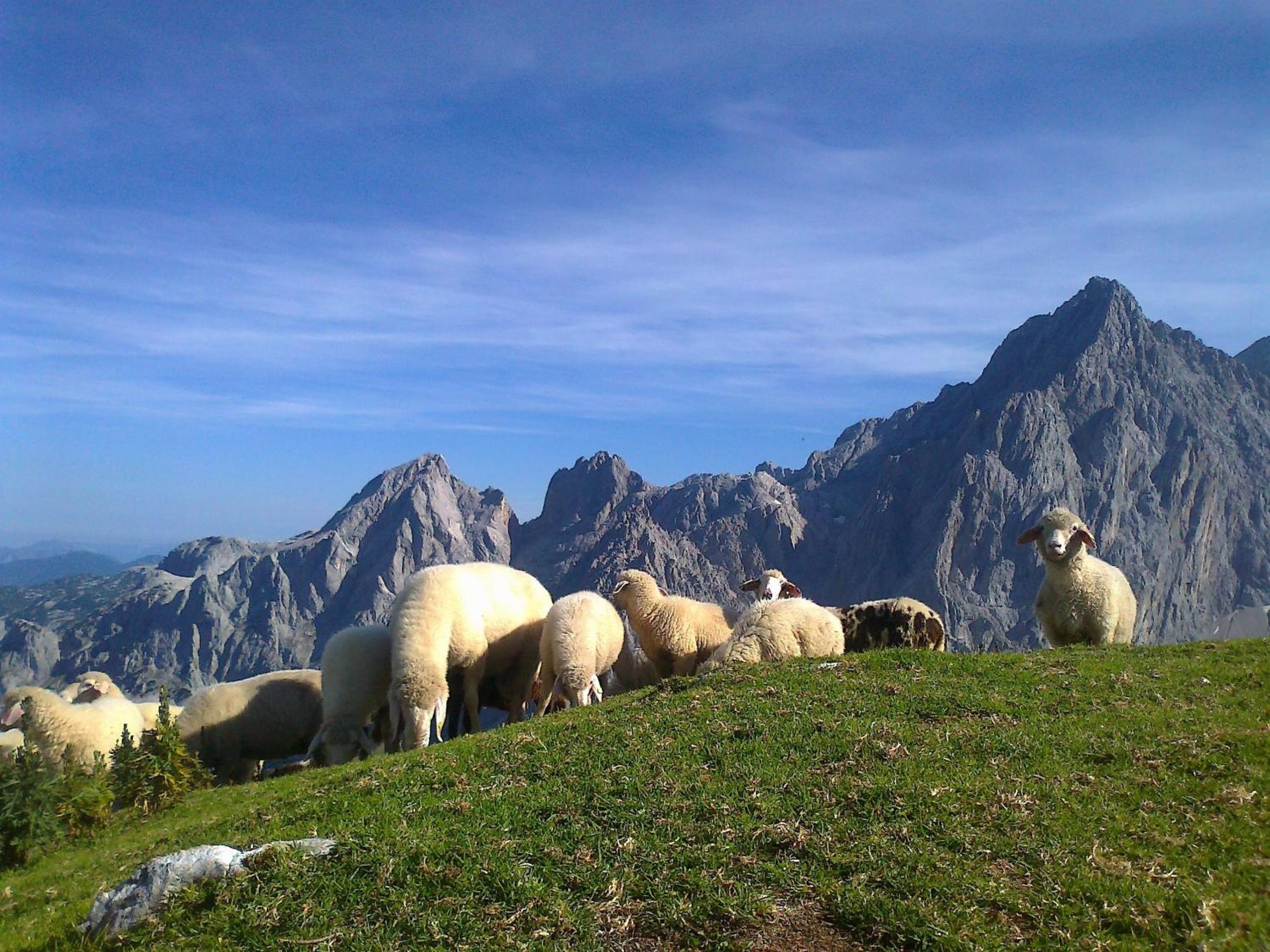 Photo 44
