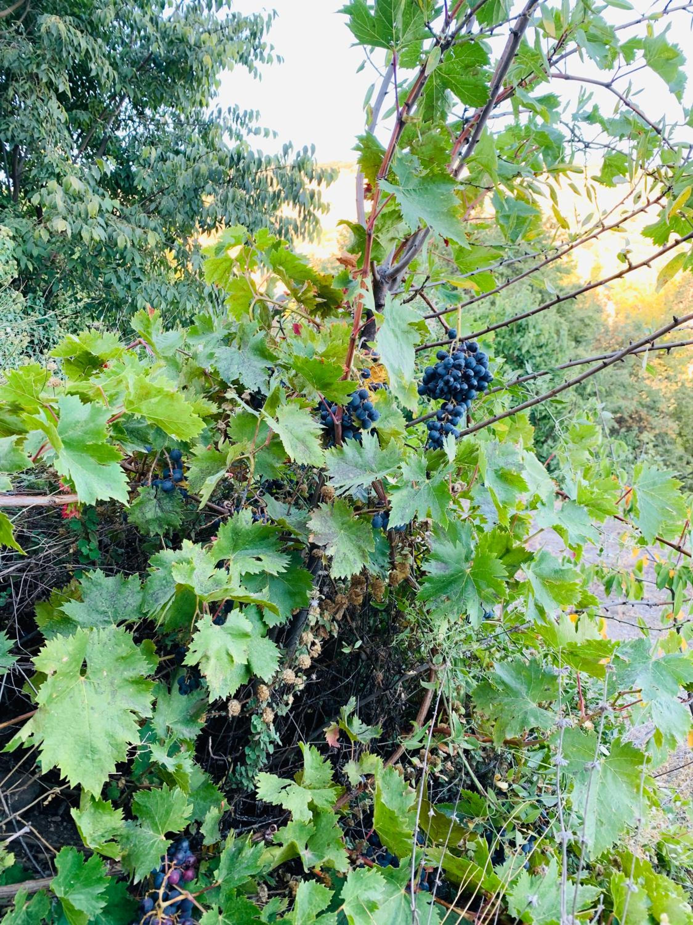 Barranco de la Salud