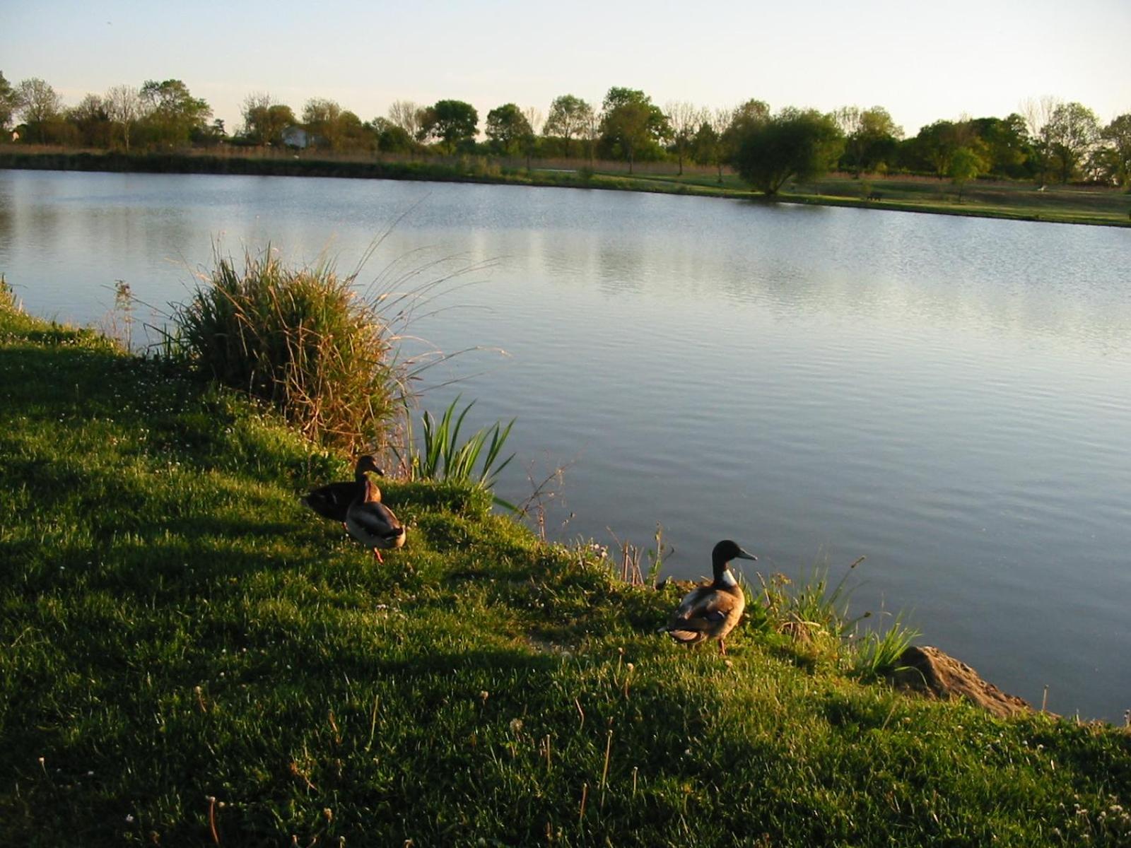 Camping du Lac de Saujon, photo 41