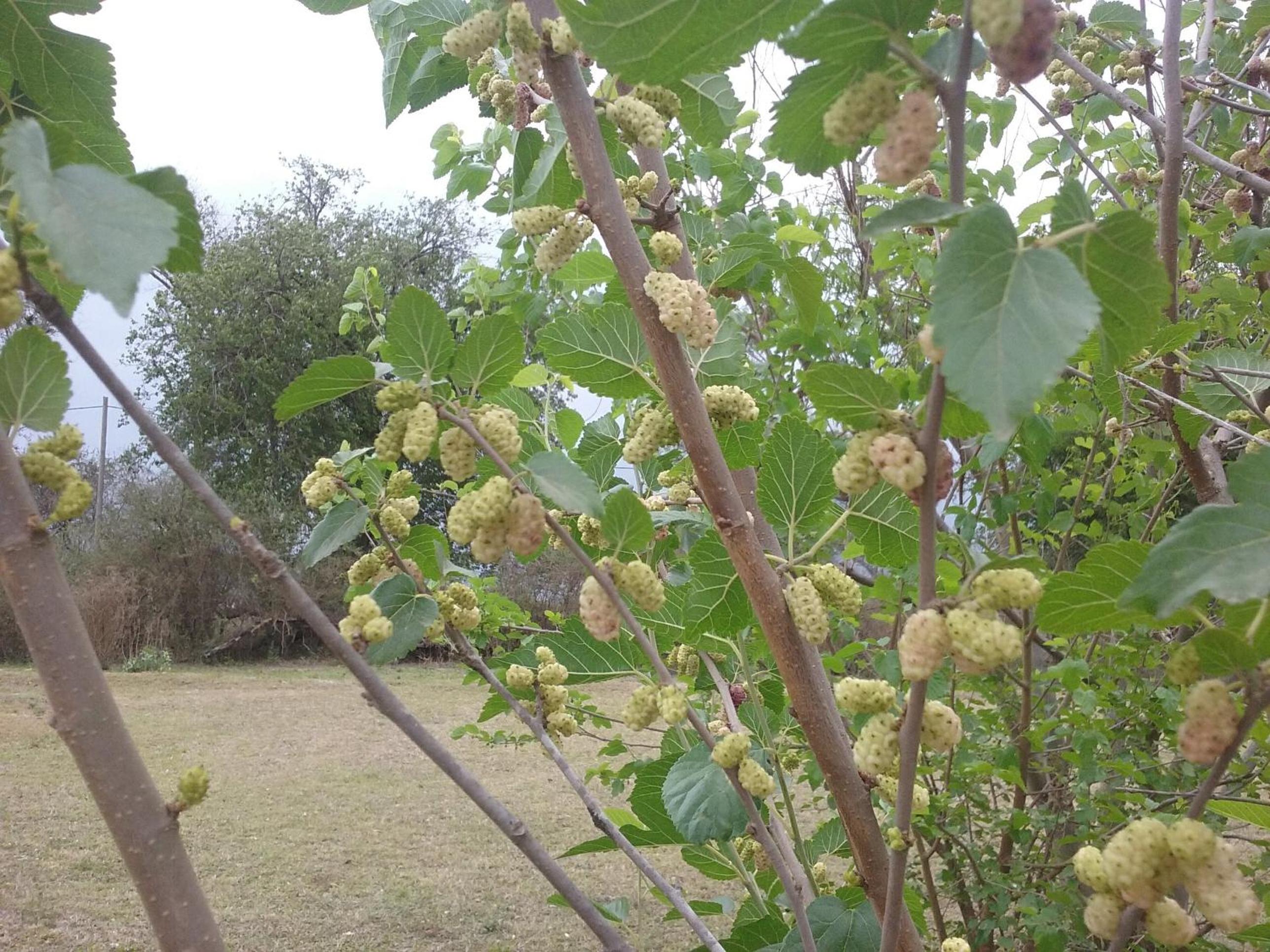 Finca La Vertiente