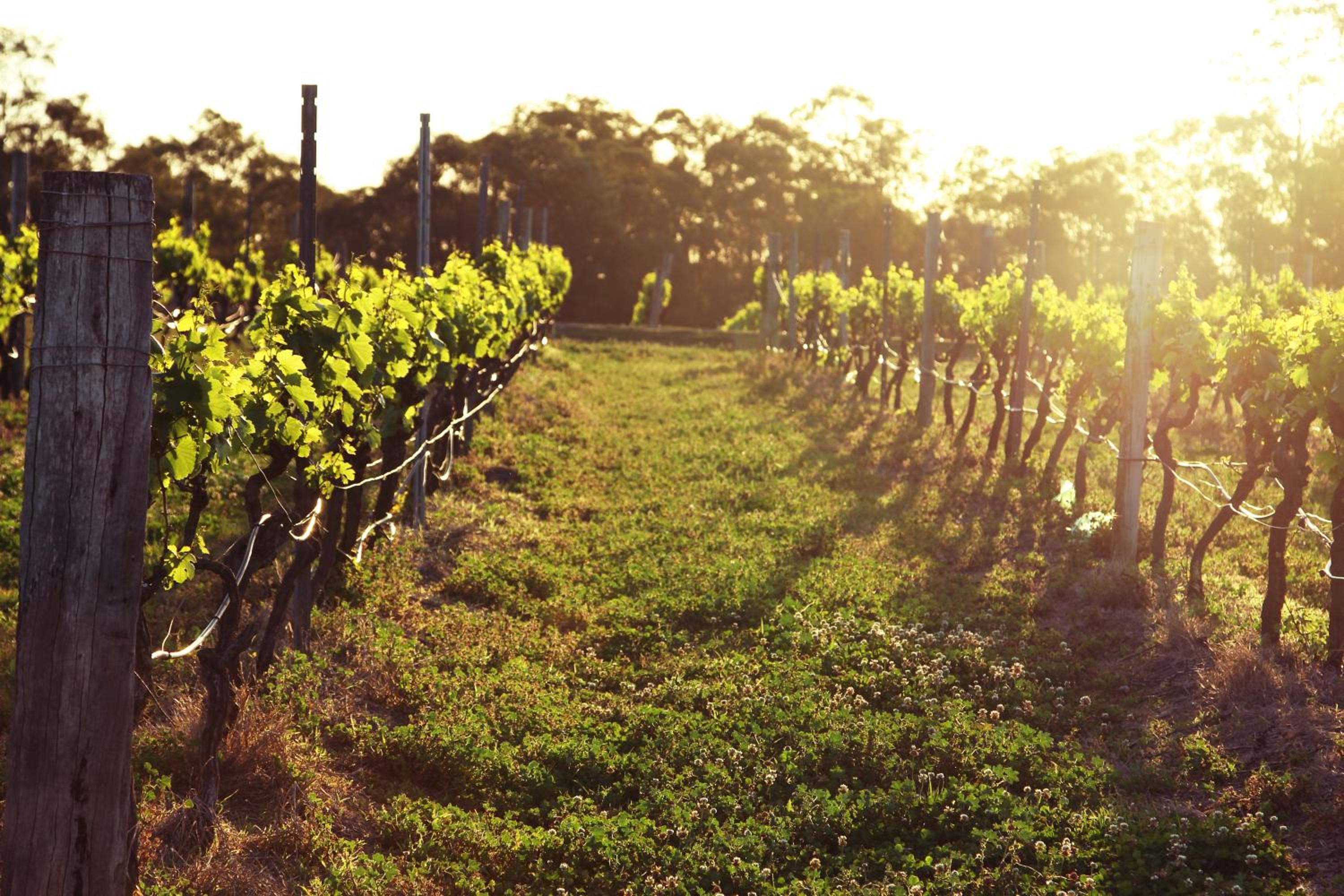 Blueberry Hill Vineyard Stay