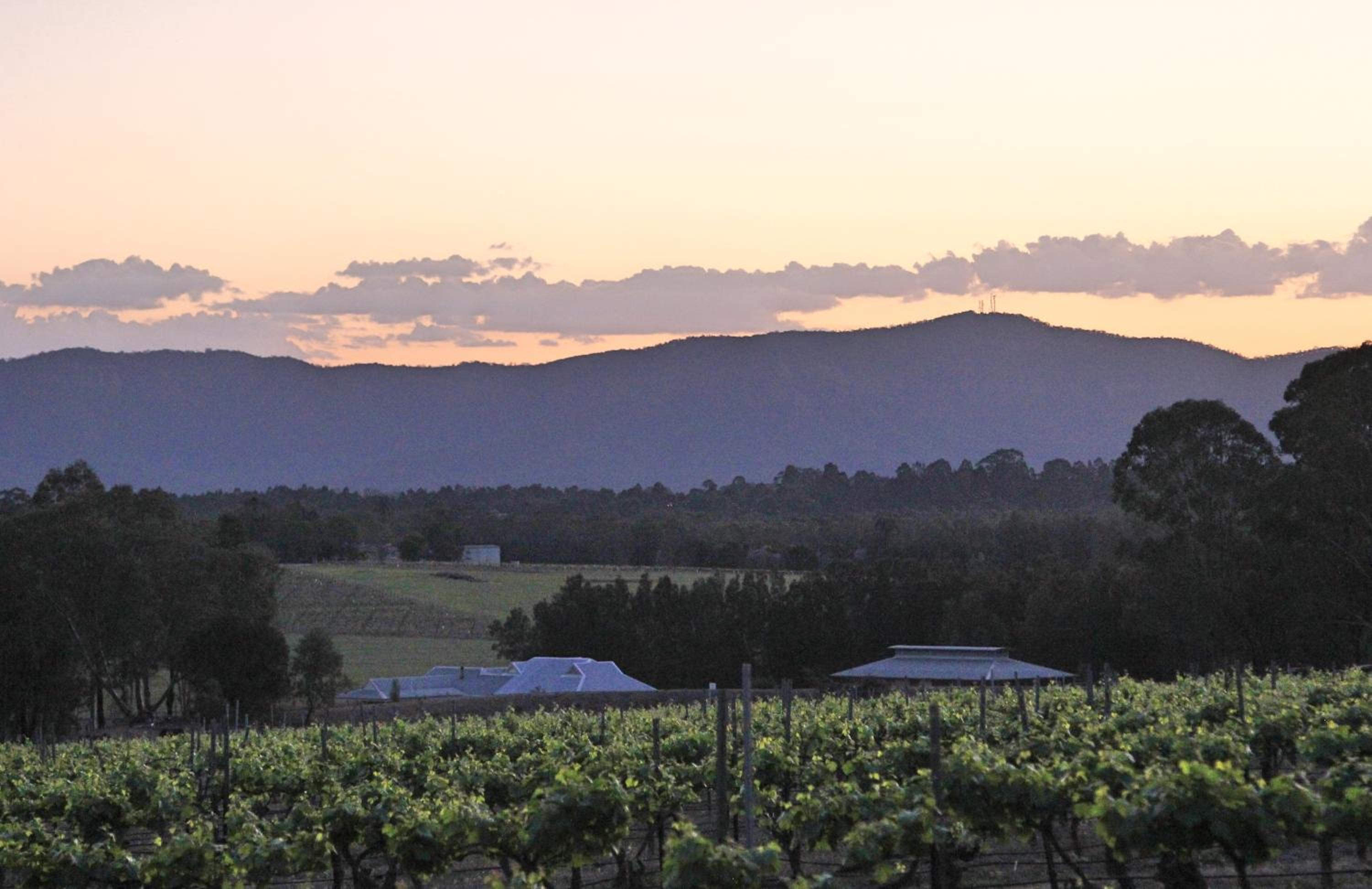 Blueberry Hill Vineyard Stay