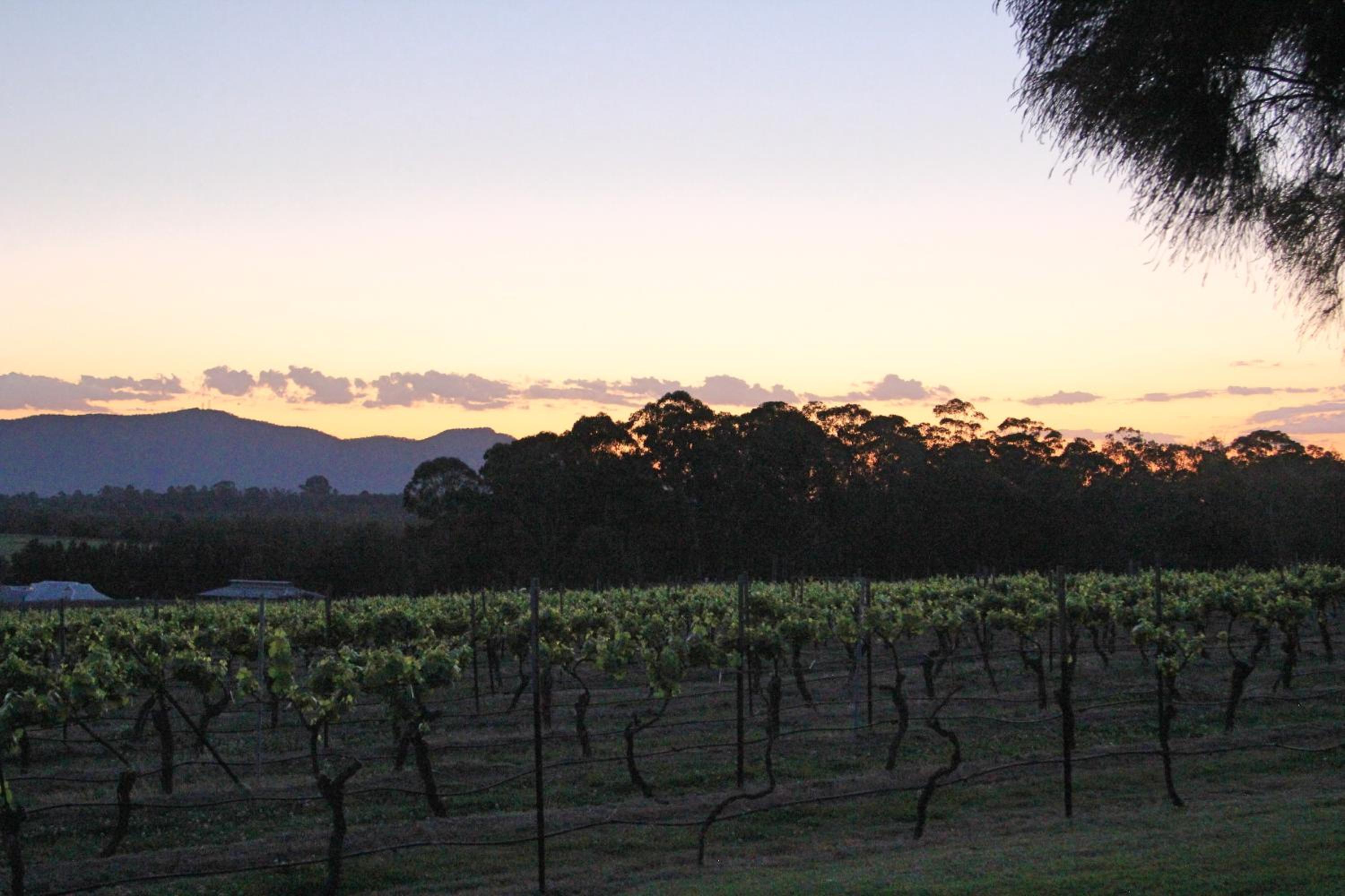 Blueberry Hill Vineyard Stay