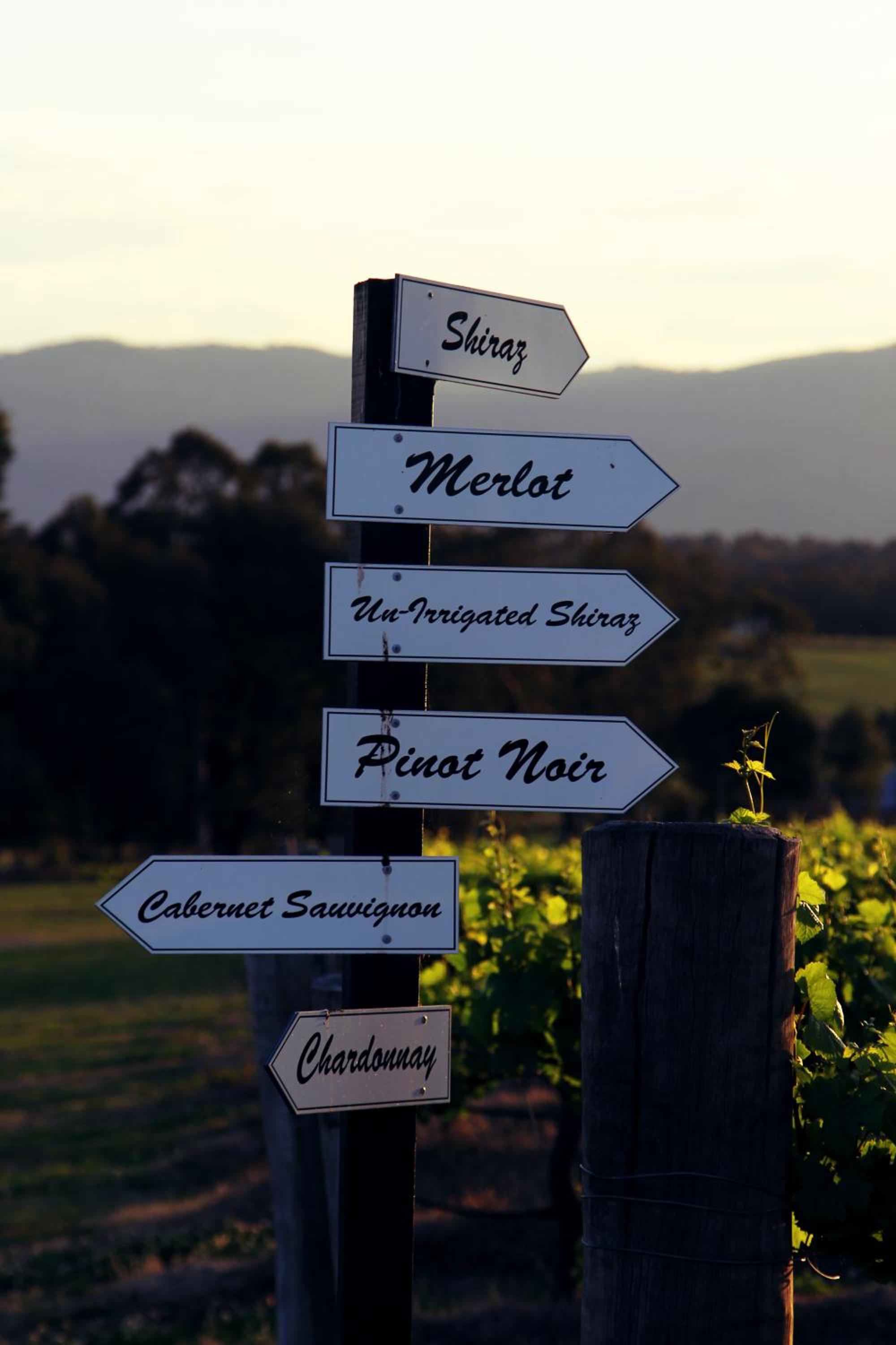 Blueberry Hill Vineyard Stay