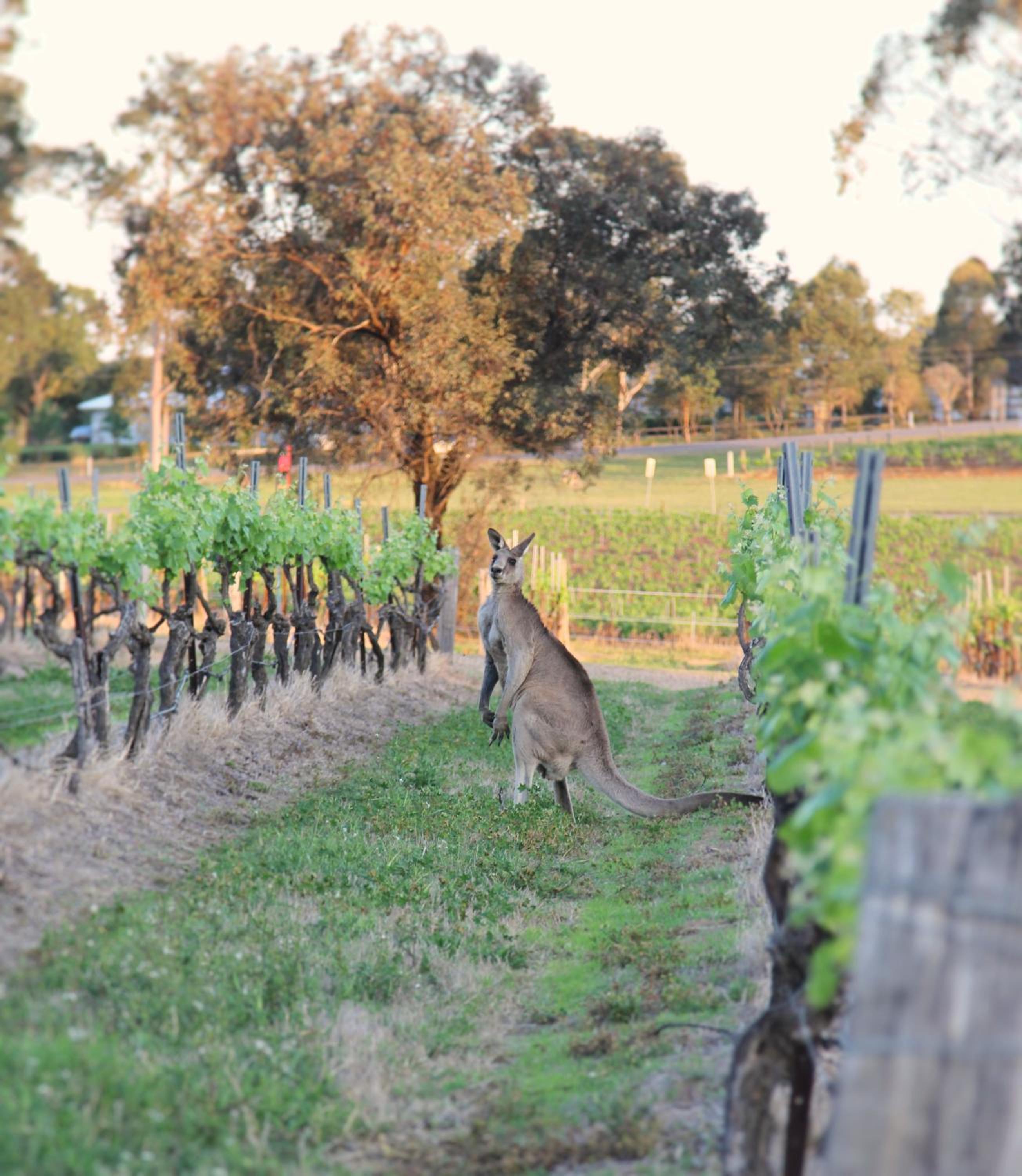 Blueberry Hill Vineyard Stay