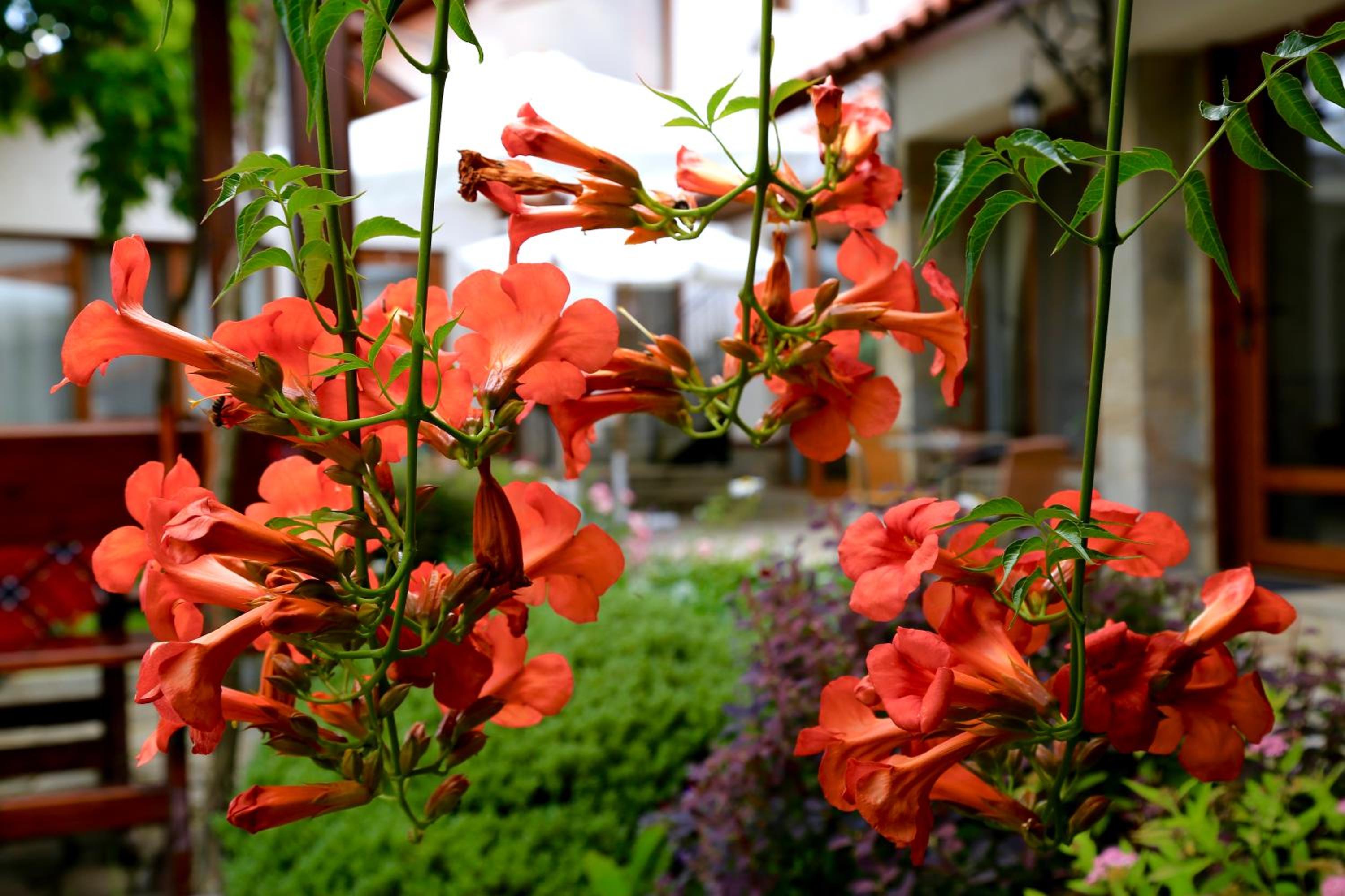 Iliikova House