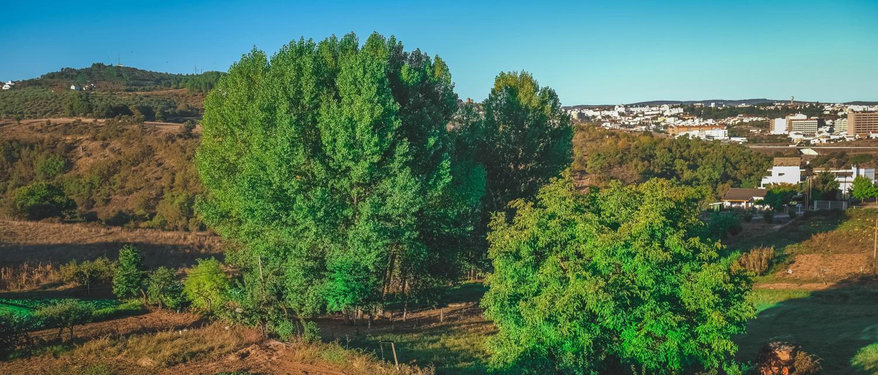 Alojamento Local do Arado view 5