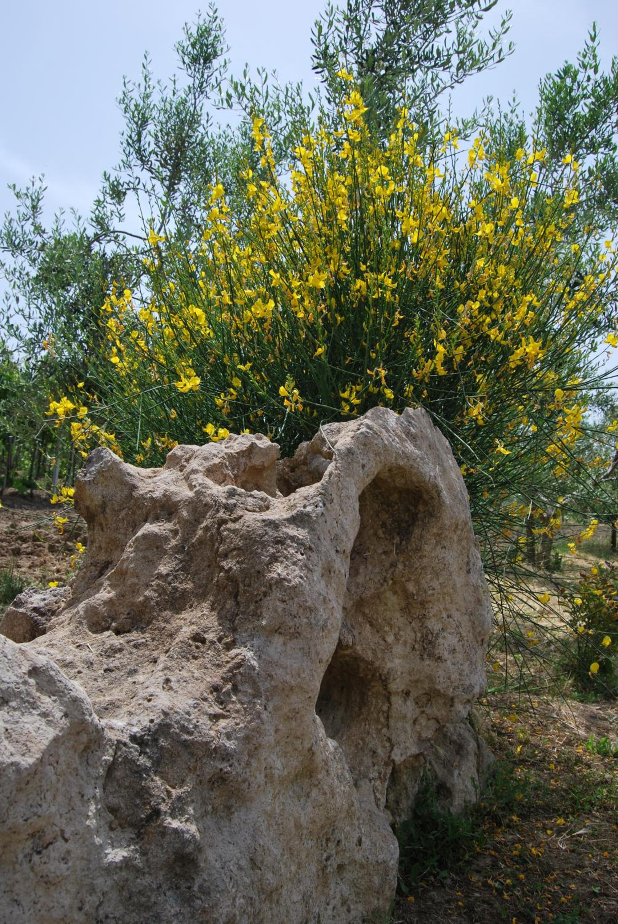 Le Sorgenti