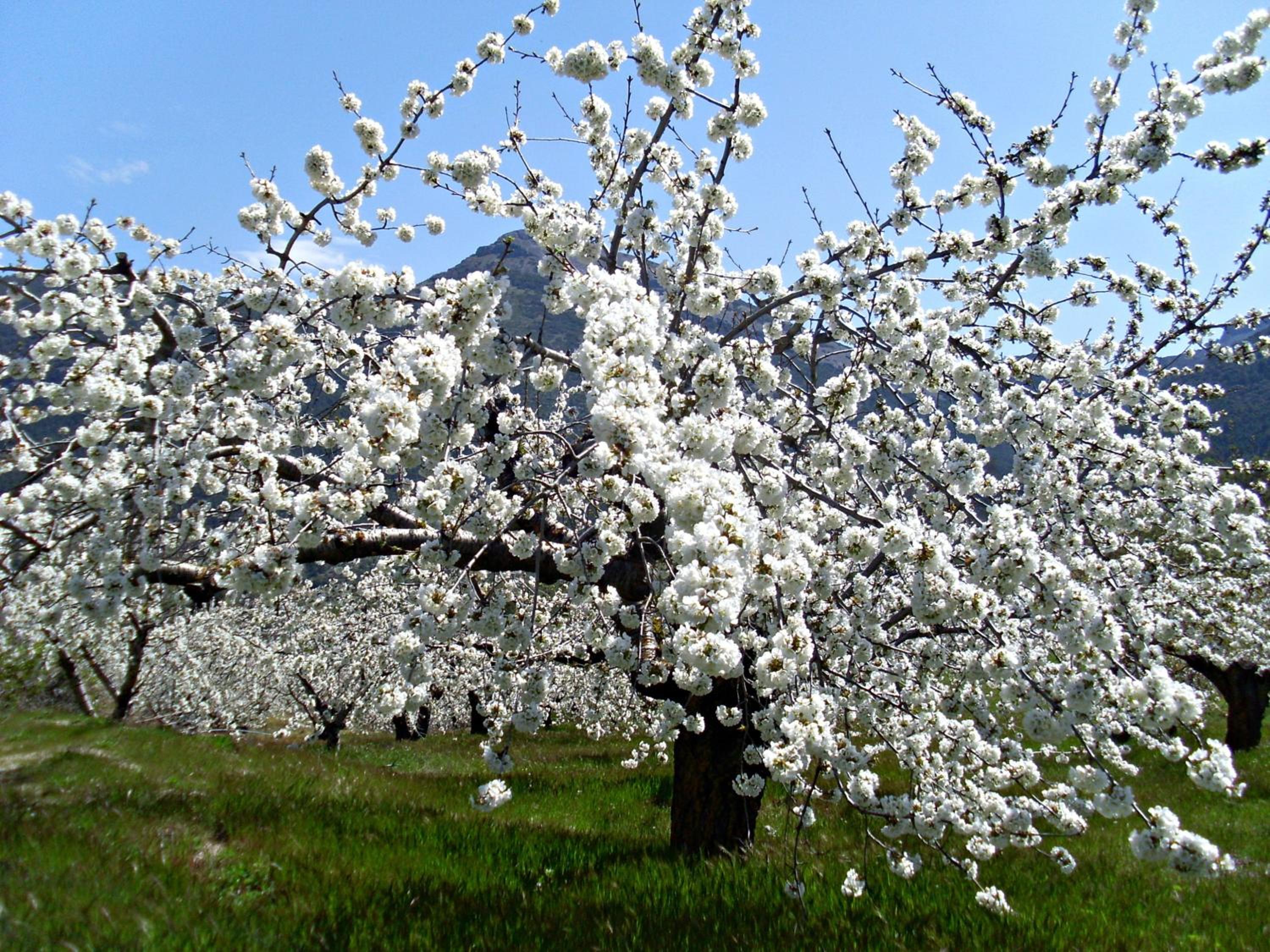 Photo 42